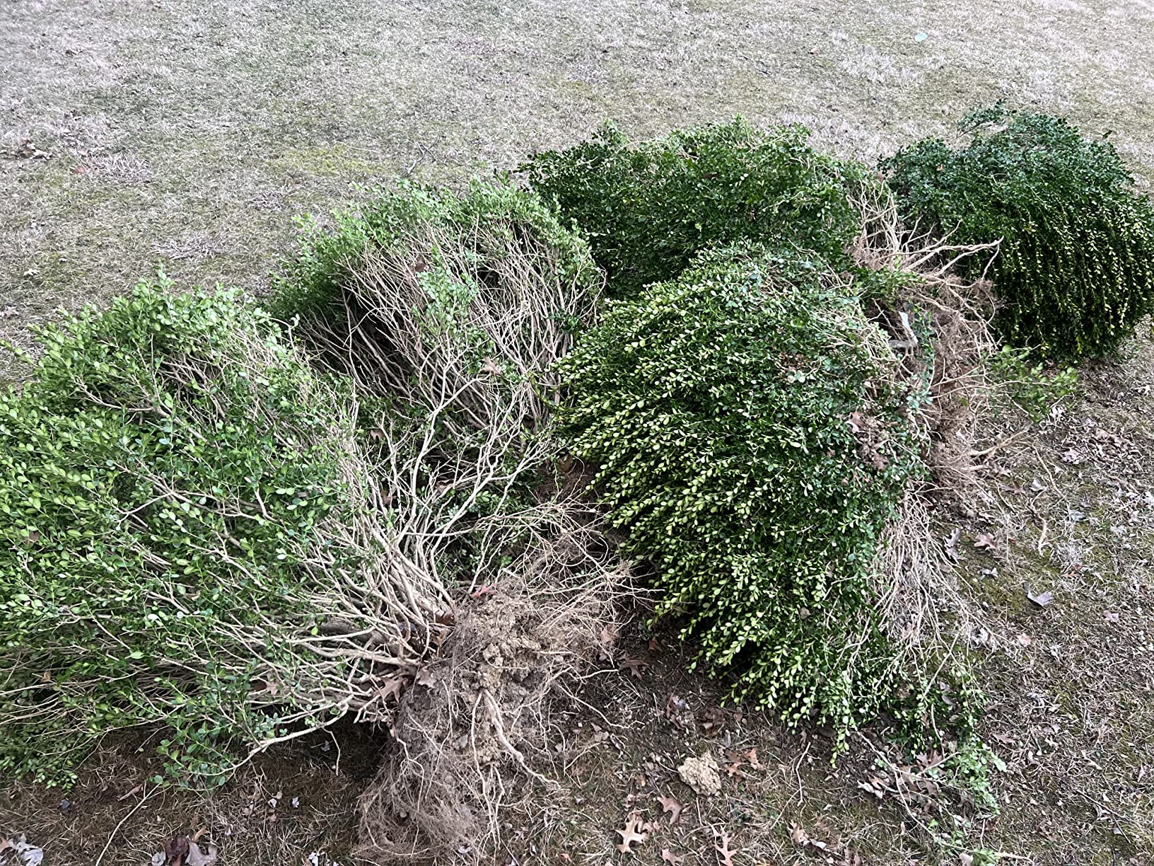 Brush Grubber Heavy Duty Shrub Clump Tree Log Metal Chain Grubber Tool, Use with ATVs and UTVs, Green customer photo 2