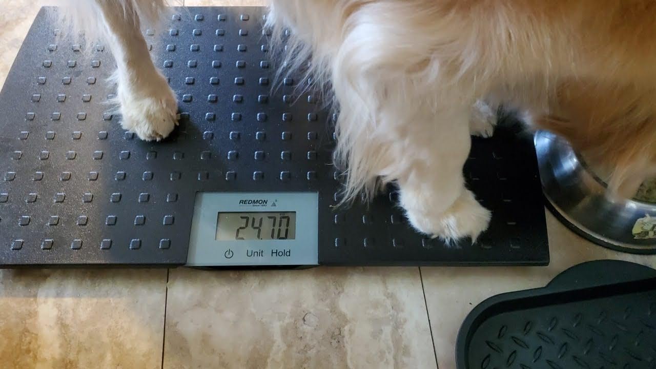 Redmon Digital Dog Scale for Large Pet & Animal with Non-Skid Mat, 225 Lb Capacity, Black - Portable Weighing Scale for Dogs, Puppies, Cats, and Livestock customer photo 1