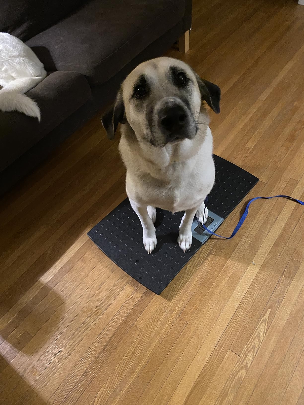 Redmon Digital Dog Scale for Large Pet & Animal with Non-Skid Mat, 225 Lb Capacity, Black - Portable Weighing Scale for Dogs, Puppies, Cats, and Livestock customer photo 2