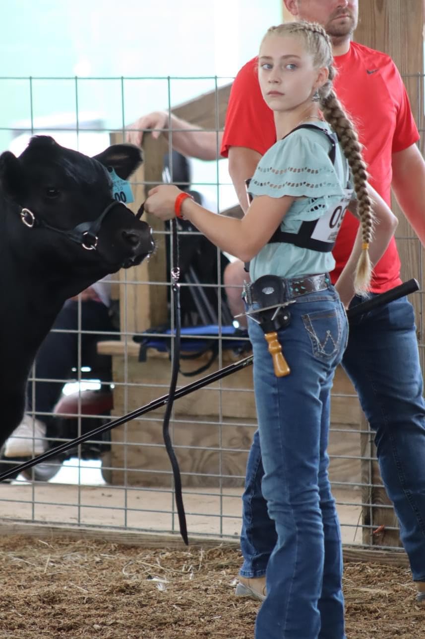 Weaver Leather Livestock Dairy/Beef Rounded Show Halter, Black, Large customer photo 2