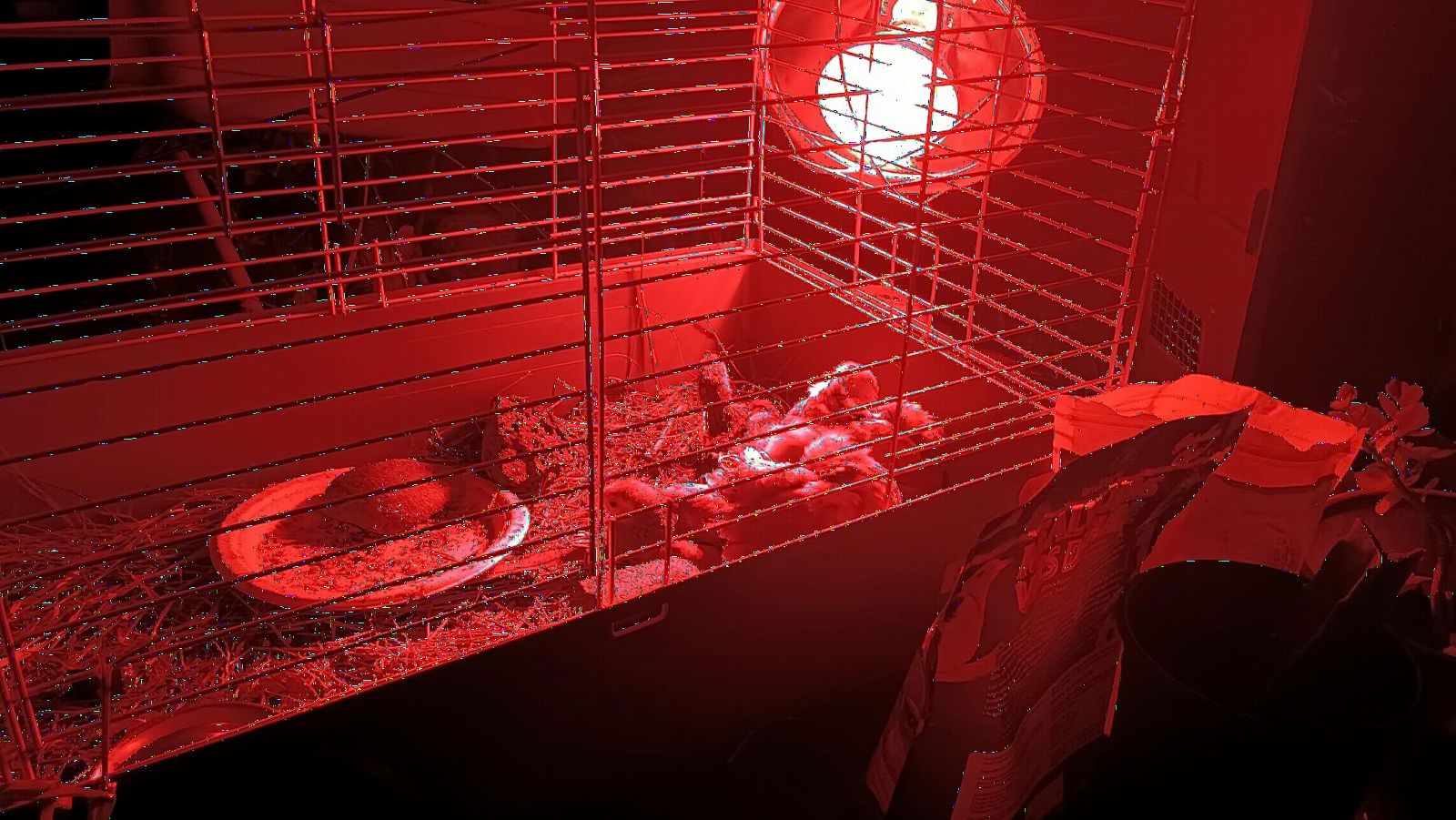 Little Giant® Brooder Reflector Lamp | Heat Lamp for Baby Chicks | 10.5 inch | 250 Watt | Egg Heat Light customer photo 1
