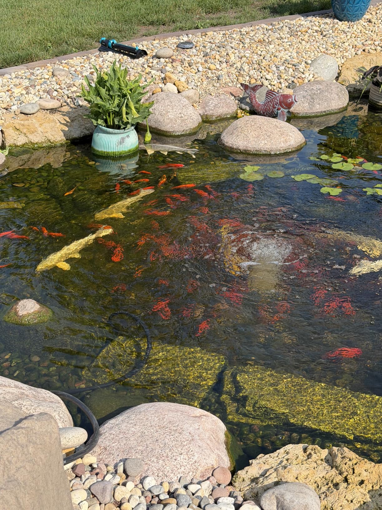 The Pond Guy Pond Aerator 1, Complete Aeration Kit, Water Garden Oxygenation Bubbler System Adds Oxygen to Koi & Fish Ponds, Outdoor Diaphragm Compressor Pump, Air Line & 1 Submersible Diffuser Stick customer photo 2