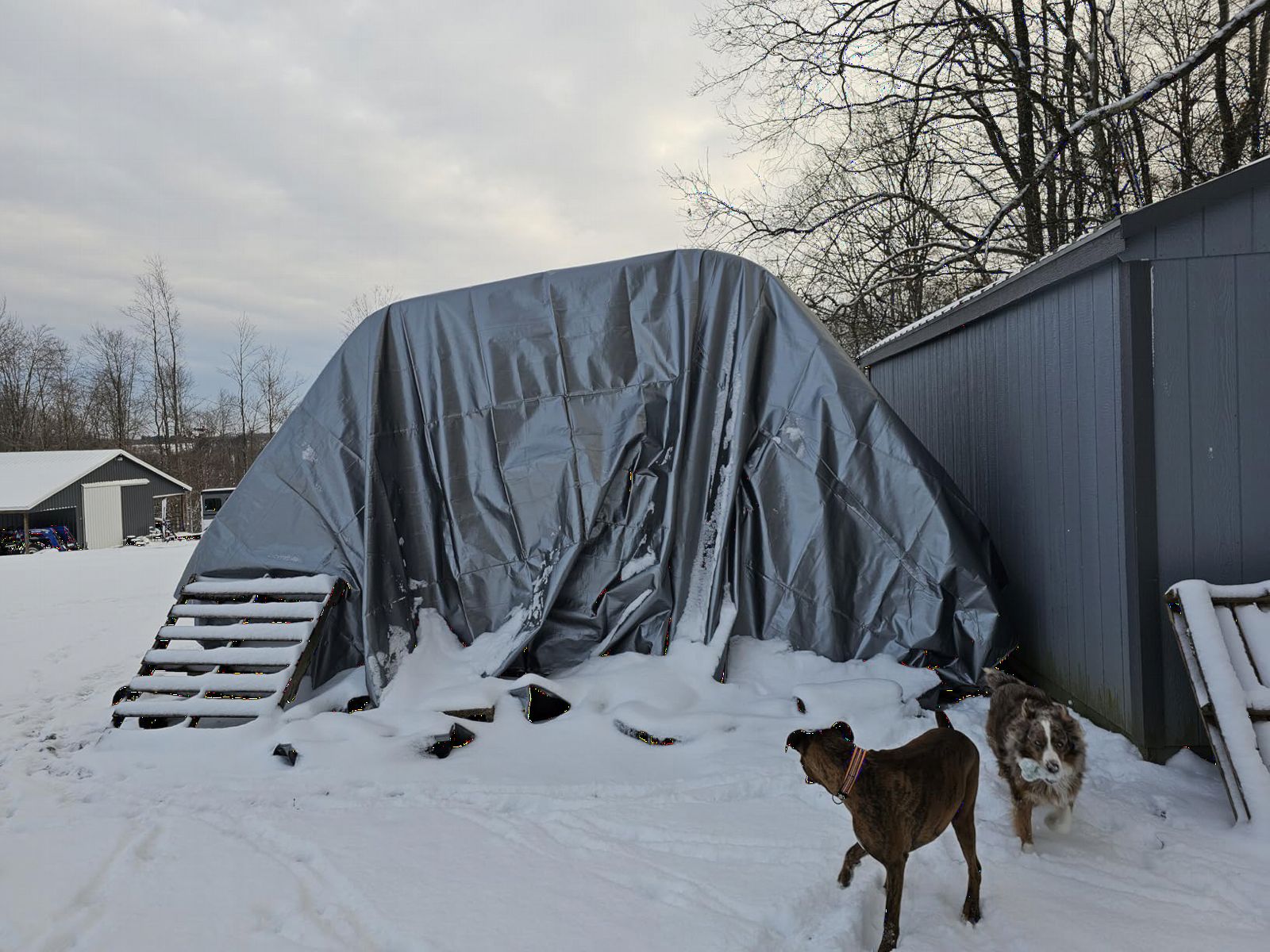 Mytee Products 30' x 48' Heavy-Duty 8 oz Hay Tarp - 14.5 mil Waterproof Poly Tarpaulin with UV & Frost Resistance, Silver/Black, Tear-Proof Cover for Agriculture, Equipment customer photo 1