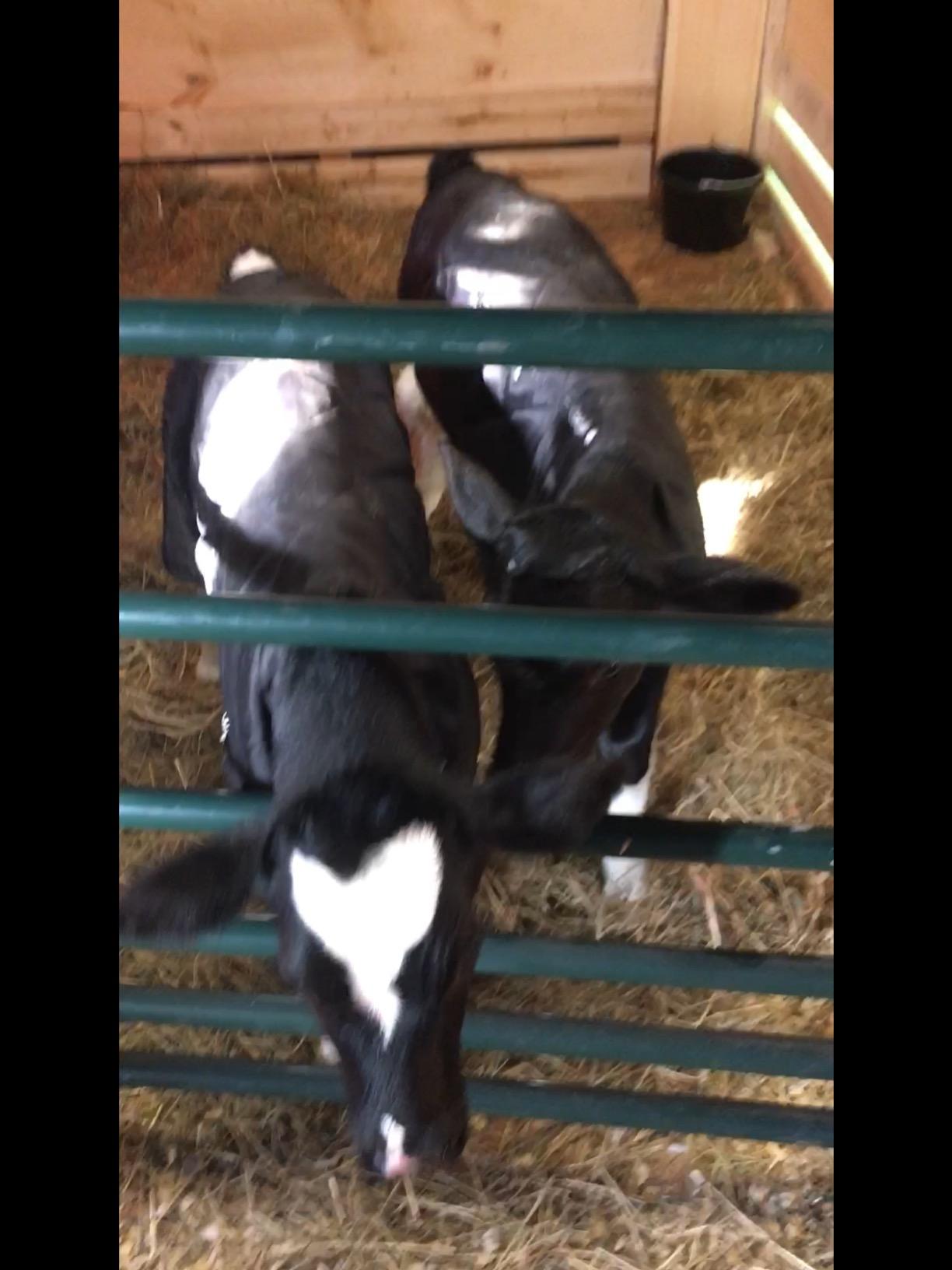 Weaver Livestock Warming Calf Blanket for Winter, Quilted Calf Coat with Buckle, Belly Protecting Livestock Shelter Blanket for Small Cattle customer photo 1