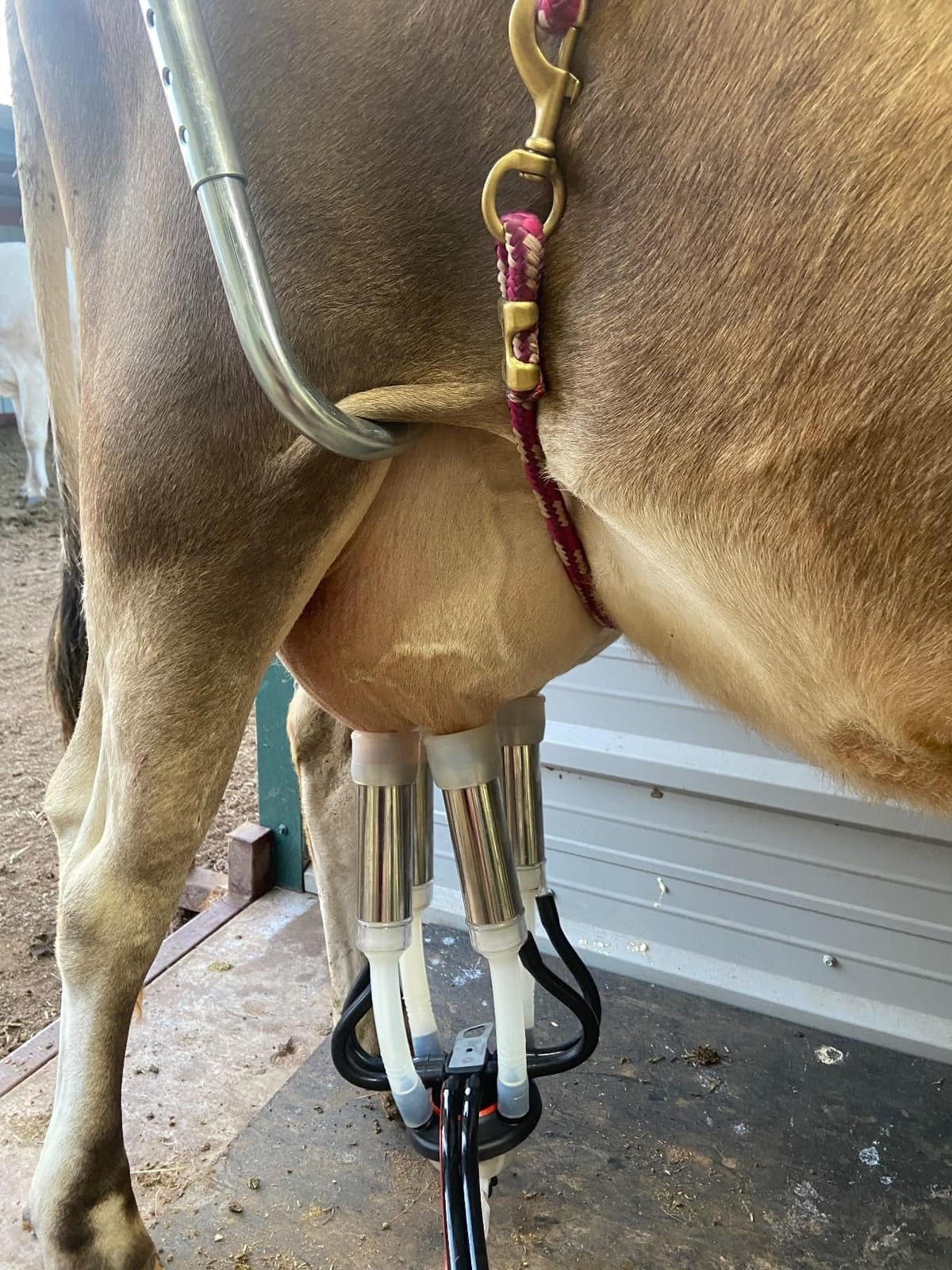 Coburn Kick-Stop F/Cows customer photo 2