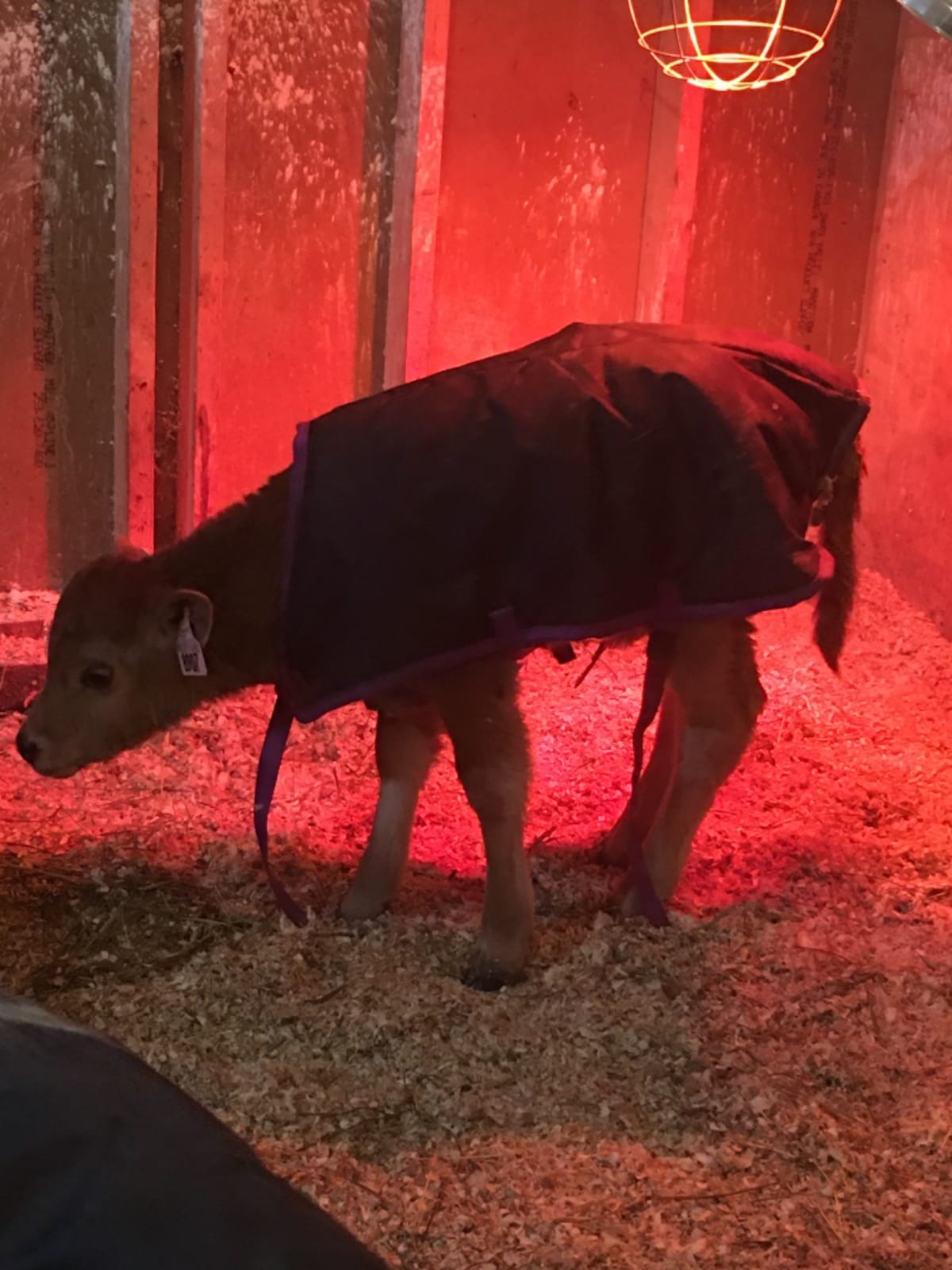 Weaver Leather Livestock Pro Calf Blanket customer photo 2