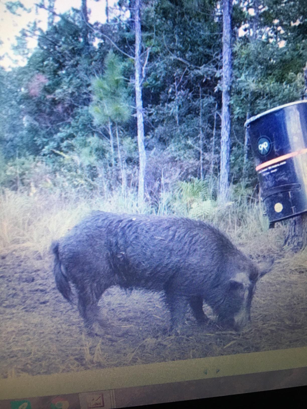 One and Done PRO Game Feeder - Built to Last - Loads 122lbs or 250 lbs (55 Gallon Bear Proof Classic Game Feeder) No Assemble Required customer photo 1