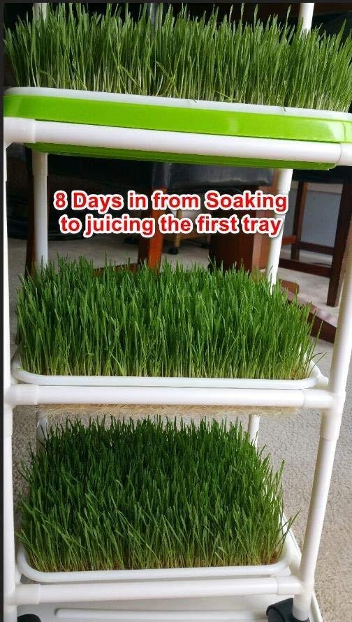 4 Layers Sprout Trays with Extra Strength Plastic Shelf Soil-Free Healthy Wheatgrass Seeds Grower & Storage Trays for Garden Home Office customer photo 1