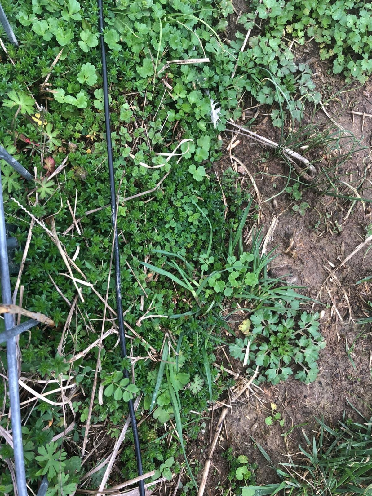 Underground Electric Dog Fence Kit, Pro Grade, 2-Dog, 1000 ft | DIY system: transmitter, waterproof receivers, boundary + twisted wire, flags, splices, staples; covers ~1 acre, Ultimate customer photo 2