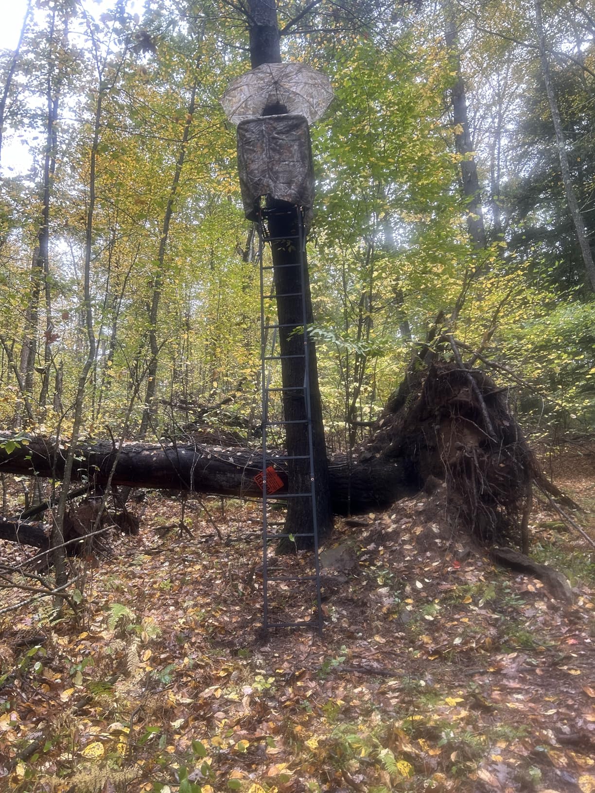 MUDDY Deer Hunting Climbing Adjustable Quiet Heavy-Duty Huntsman Deluxe 17 ft 1-Person Ladder Tree Stand customer photo 1