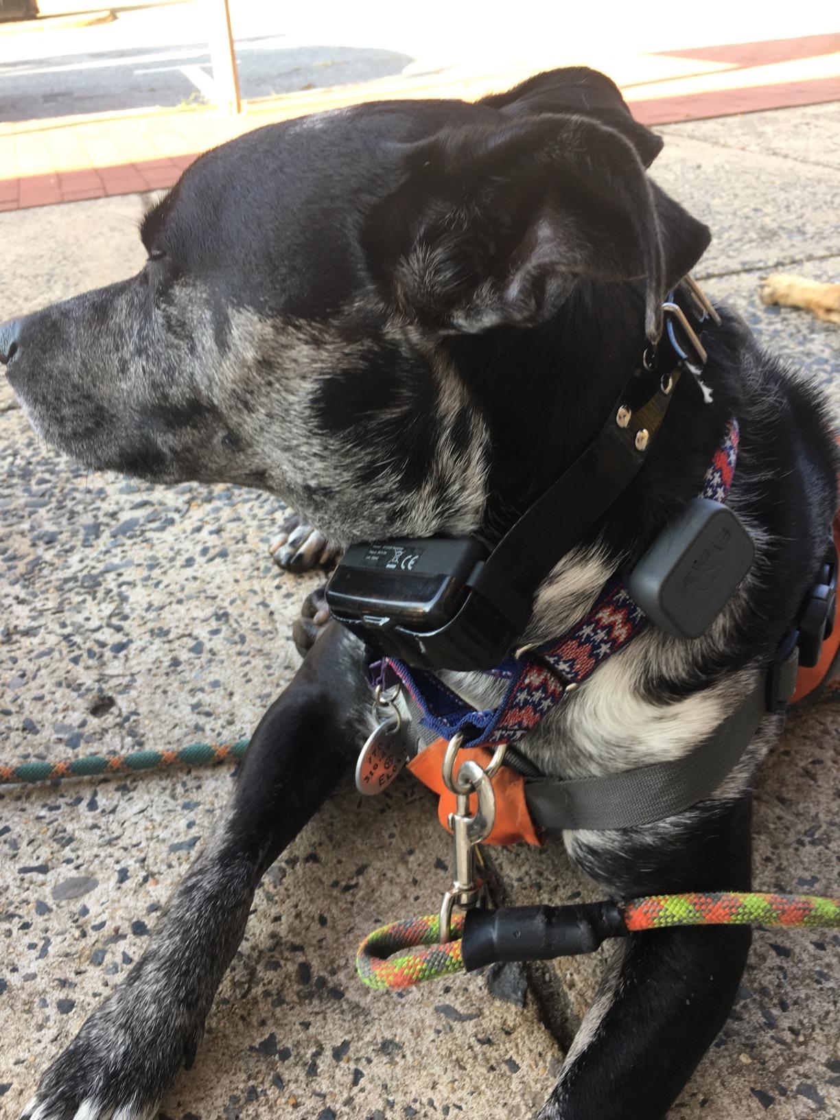 My Pet Command 1.25 Mile(6600 Ft) Long Range Dog Training Collar,1 Collar | Safe, Shock Hunting Collar with Remote, Vibrate, Tone, Flashing Beacon Lights, Waterproof Rechargeable, Add Up to 3 Collars customer photo 1