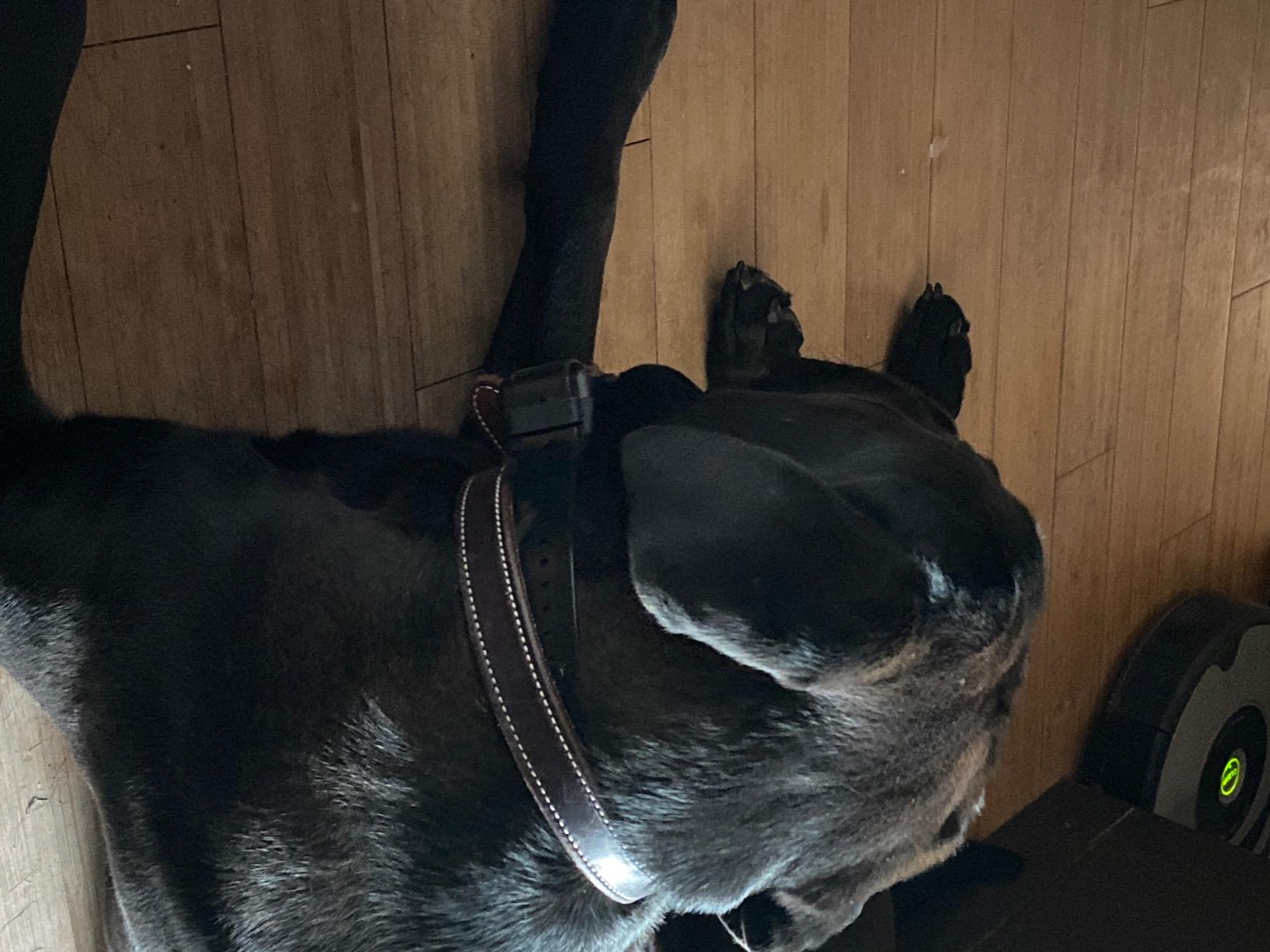 My Pet Command 1.25 Mile(6600 Ft) Long Range Dog Training Collar,1 Collar | Safe, Shock Hunting Collar with Remote, Vibrate, Tone, Flashing Beacon Lights, Waterproof Rechargeable, Add Up to 3 Collars customer photo 2