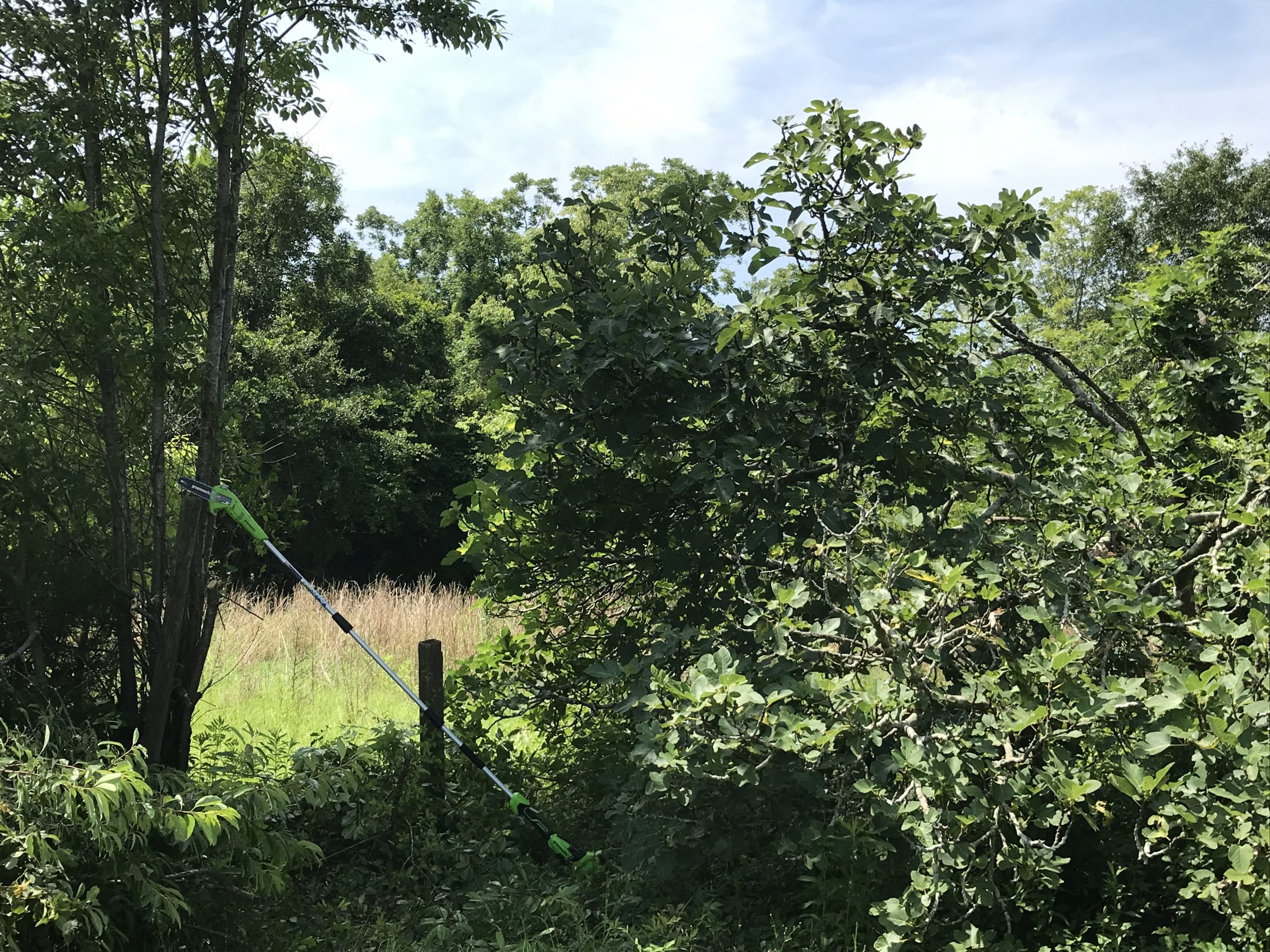 Greenworks 40V 8-Inch Cordless Polesaw, 2.0Ah Battery and Charger Included (PS40B210) customer photo 1