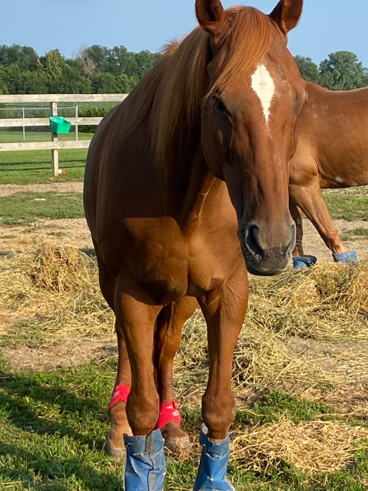 WORLD-BIO Horse Ice Boots, Cold Therapy Leg Wraps for Hocks/Ankles/Knees - Durable, Flexible, Universal Fit, Relieves Tendon Inflammation & Swelling, Post-Operative Recovery - Black customer photo 1