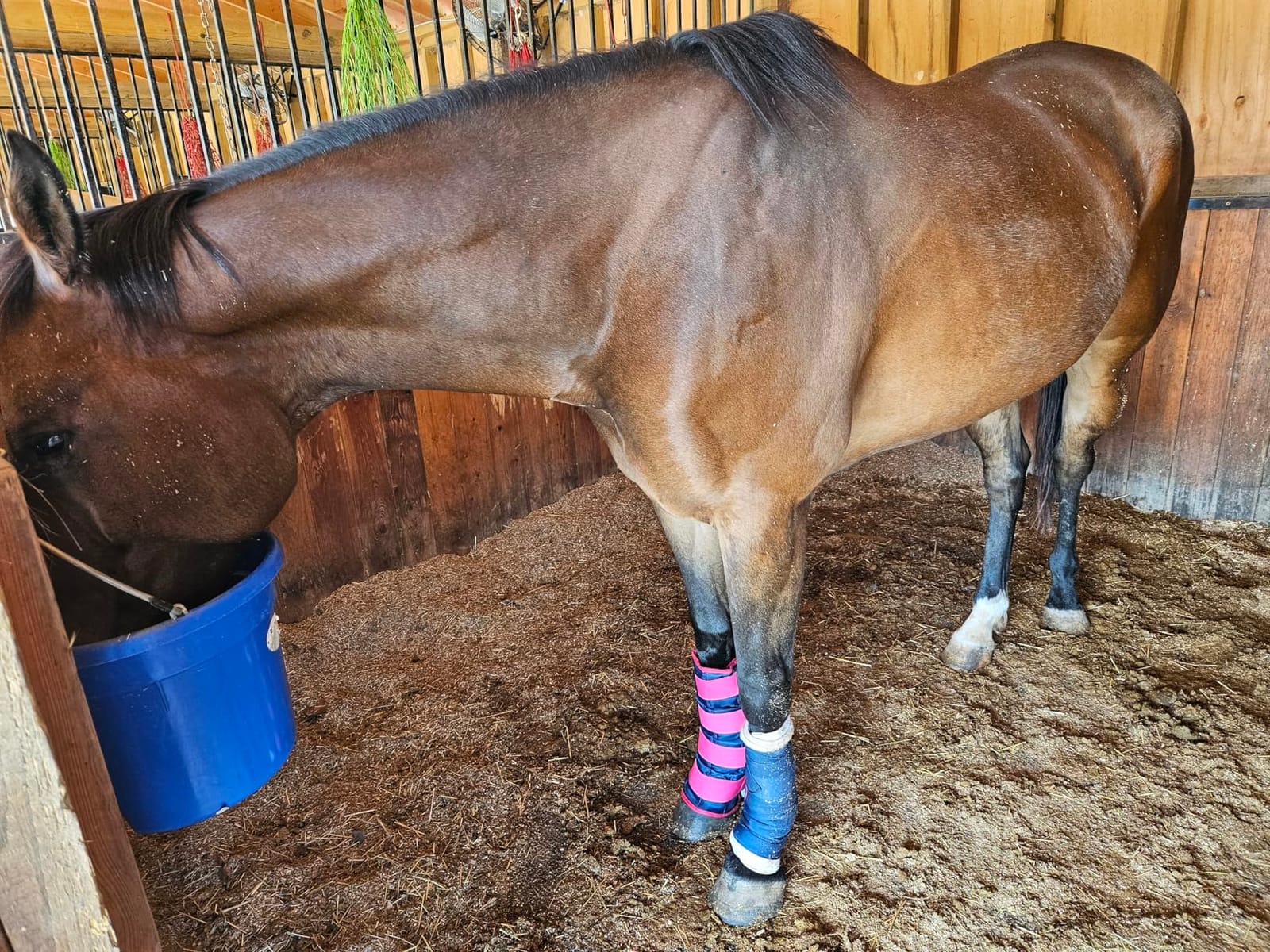 Magic Gel Horse Ice Pack with Carry Case - Twin Ice Boots | Cooling Horse Leg Wraps for Hock, Ankle, Knee, Legs, Boots, and Hooves | Horse Tack, Horse Supplies & Horse Gift Ideas for Horse Lovers customer photo 2