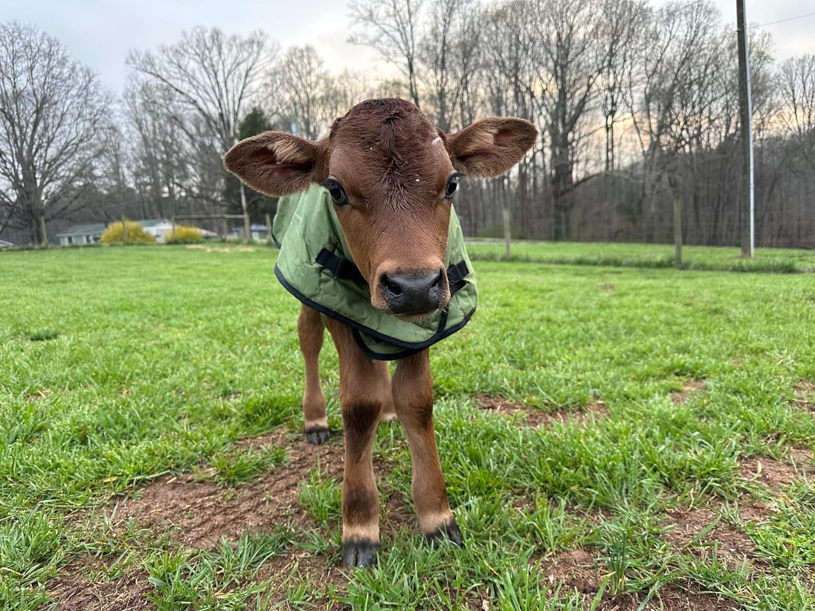 Calf Blanket Calves Warm Clothes Calf Saver Coat, Sheep Goat Blanket, for Keep Cows Goats Sheeps Warming, Thickened Belly Protection customer photo 1
