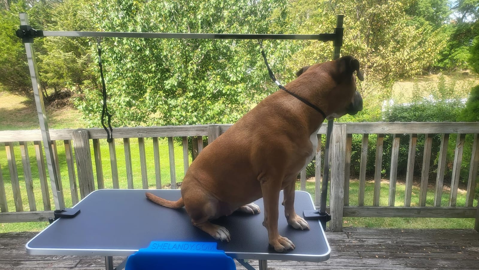 Lyromix 46''Large Dog Grooming Table, Adjustable Cat Drying Desktop with Arms, Nooses, Mesh Tray, Foldable Pet Station at Home, Maximum Capacity Up to 330Lb, 46inch, Black, 46in customer photo 2