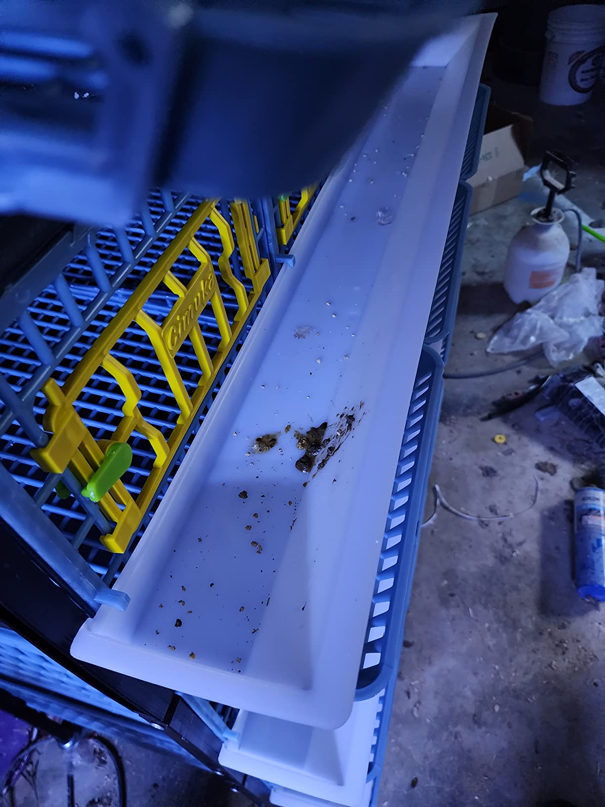 Hatching Time Quail Breeding Cage Indoor - 1 Section Comfortplast Quail Coop for Up to 5 Birds, Easy Clean, Rust-Free PP Plastic Cage with Egg Collection Tray and Gravity-Fed Water Cups by Cimuka customer photo 2