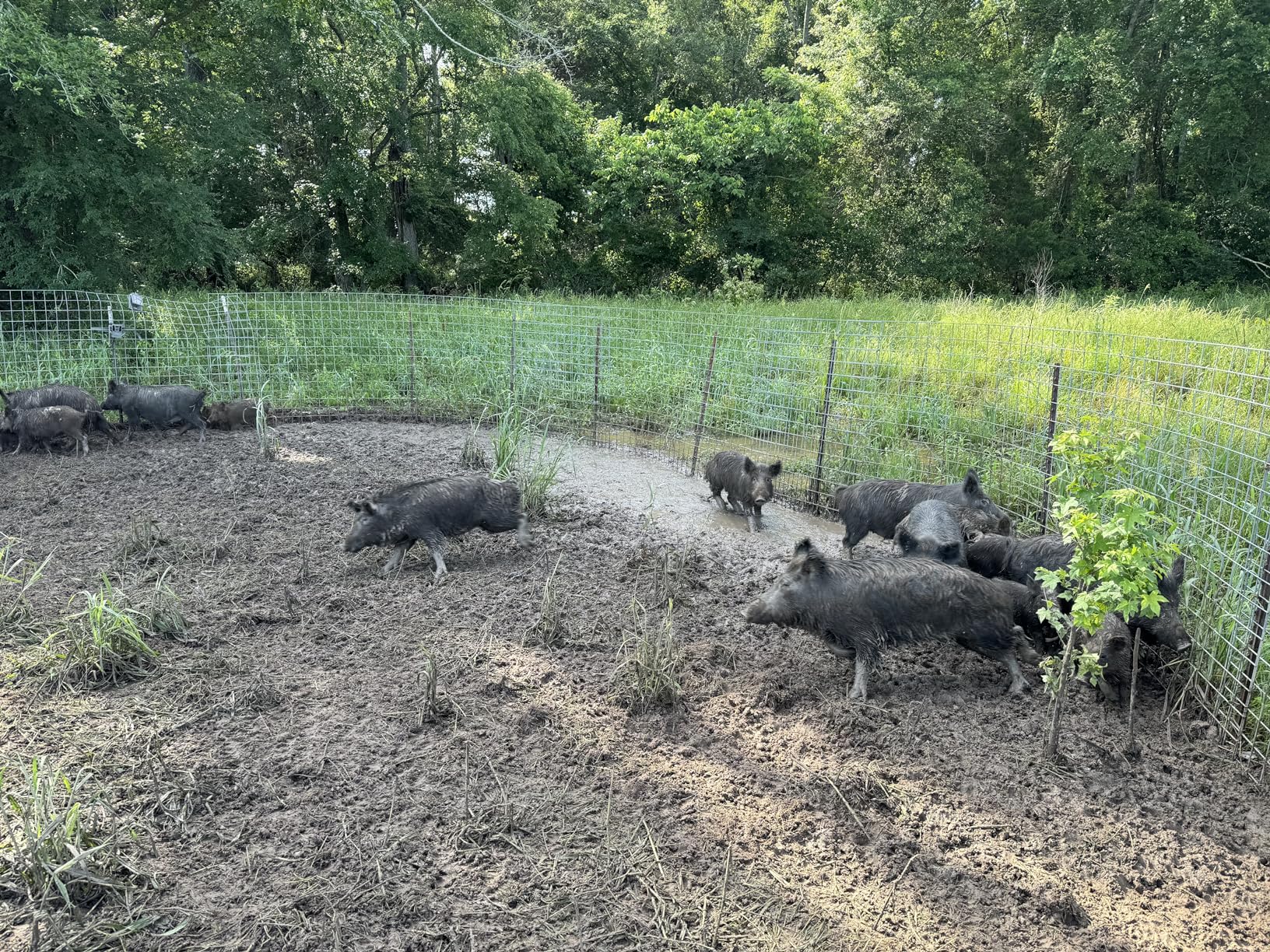 Hog Trap Trigger customer photo 2