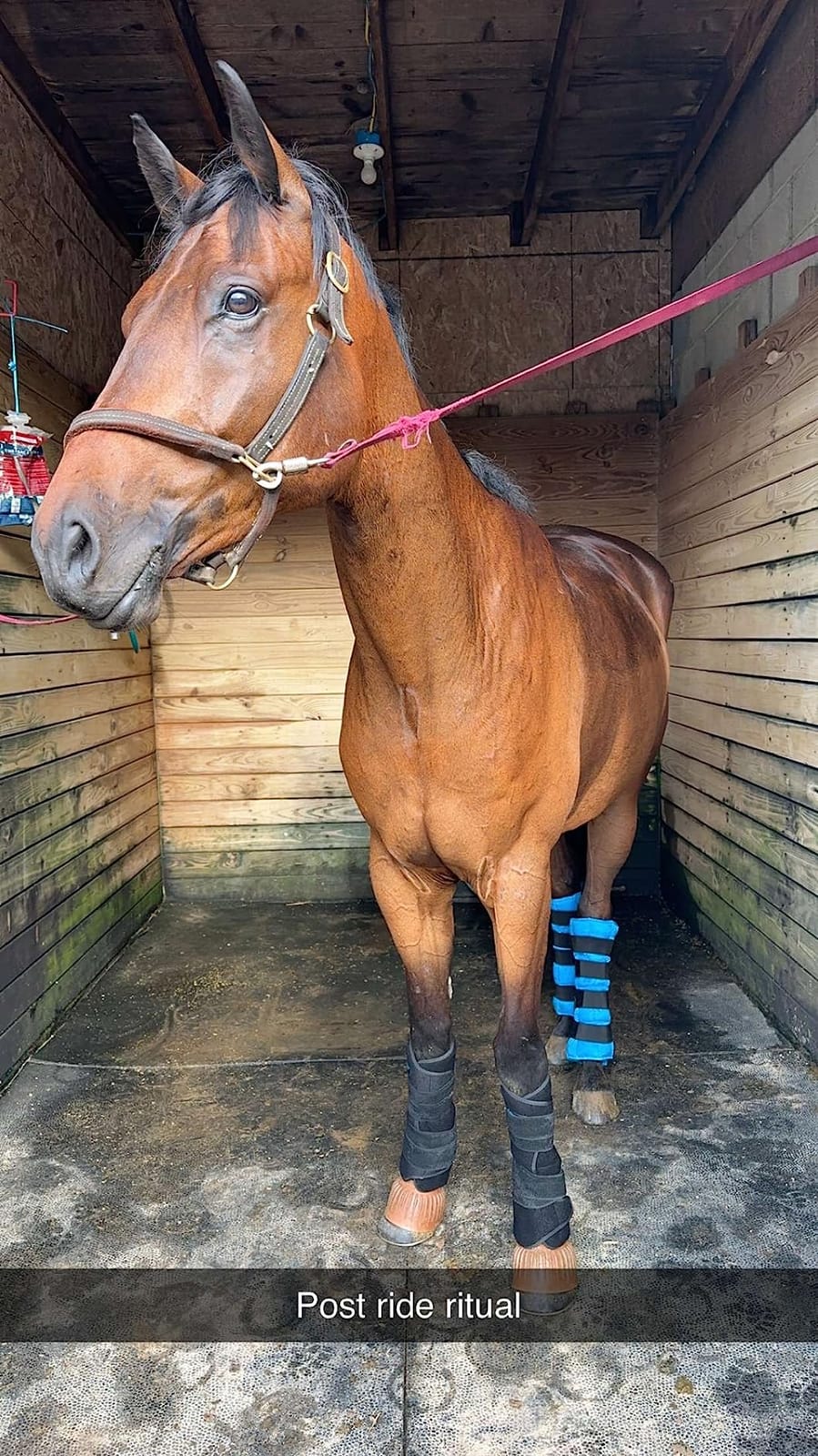 NEWGO Horse Ice Pack, 2 Wraps with 4 Reusable Gel Packs customer photo 2