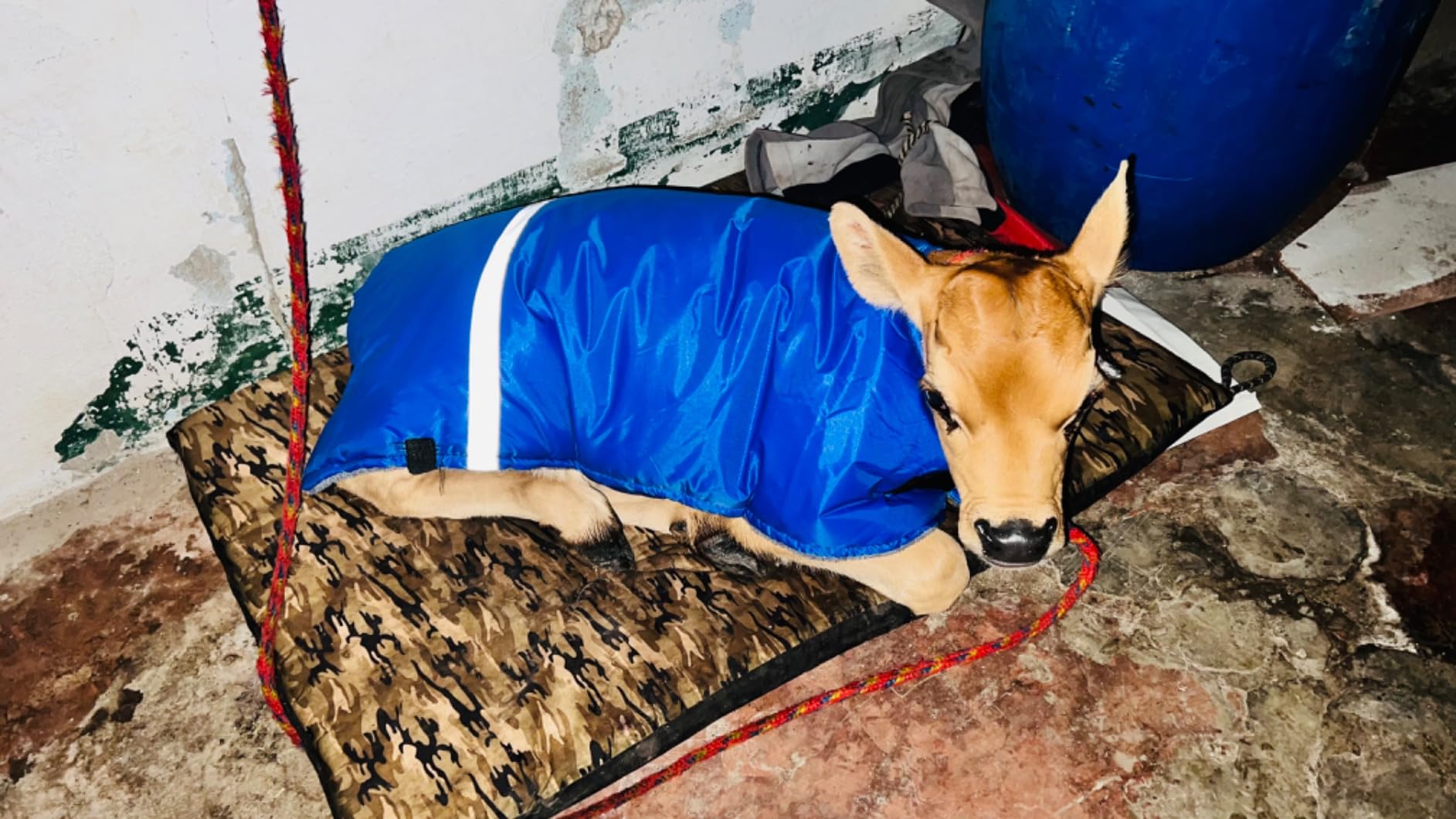 VILLCASE Calf Warm Coat Goat Blankets for Winter Cow Clothes Calf Warming Blanket Cow Warming Thickened Belly Protection Farm Animal Winter Coat customer photo 1
