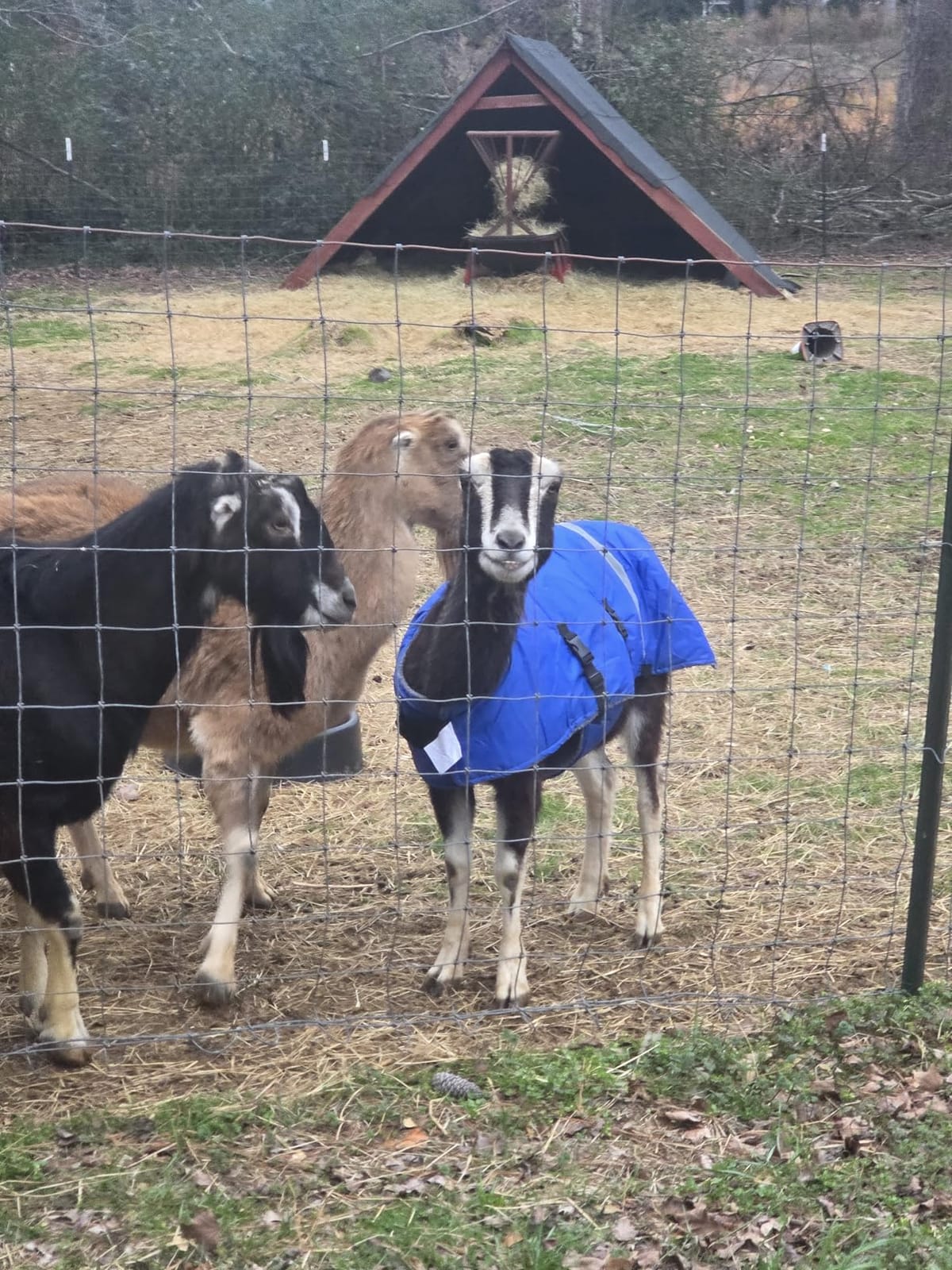 VILLCASE Calf Warm Coat Goat Blankets for Winter Cow Clothes Calf Warming Blanket Cow Warming Thickened Belly Protection Farm Animal Winter Coat customer photo 2