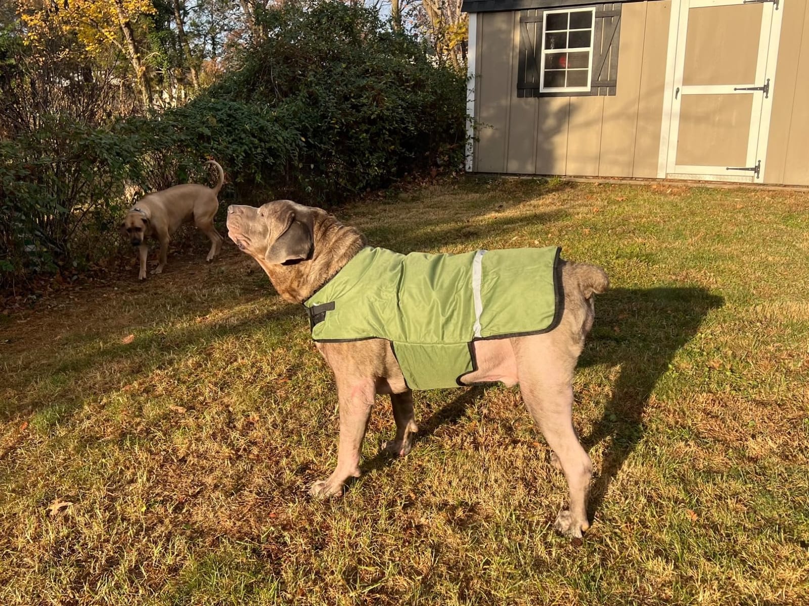 Fleece Calf Blankets Jacket for Calves - Calf Coat Keep Warming, Soft Calf Cow Goat Dog Warm Clothes, Freezing Resistance Cold Proof Oxford Cloth Waterproof customer photo 1