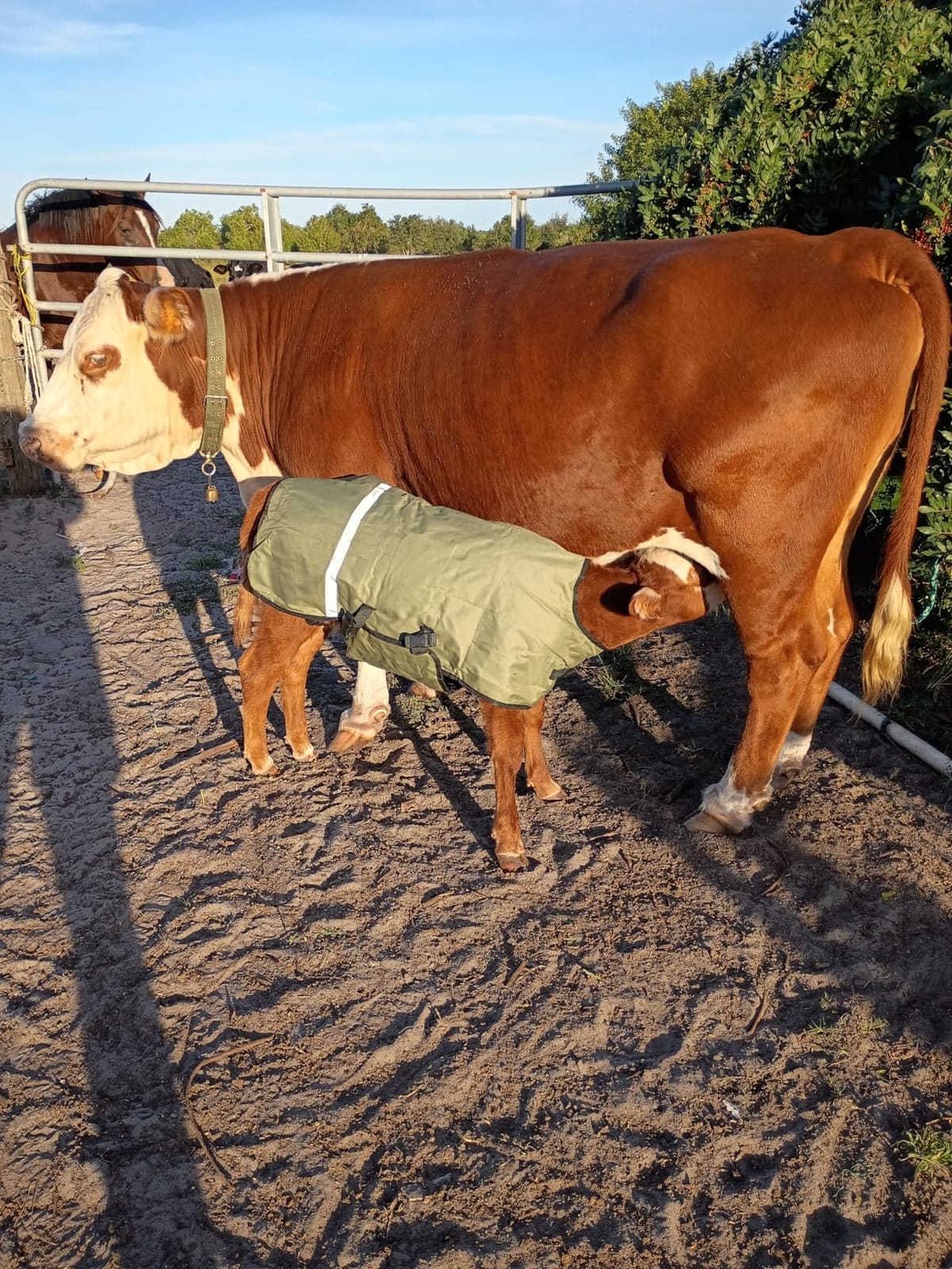 Goat Blankets for Winter Calf Blanket Thickened Warm Calf Clothing Calf Keep Warm Clothing Horse Blanket for Cattle Calves Goats Foals Donkeys customer photo 1