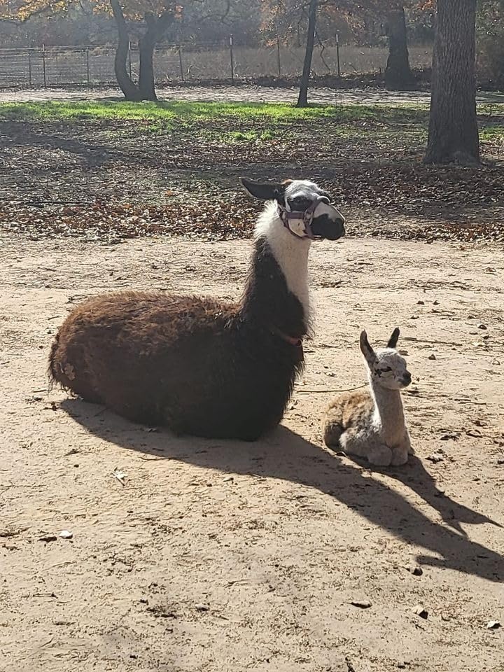 Goat Blankets for Winter Calf Blanket Thickened Warm Calf Clothing Calf Keep Warm Clothing Horse Blanket for Cattle Calves Goats Foals Donkeys customer photo 2