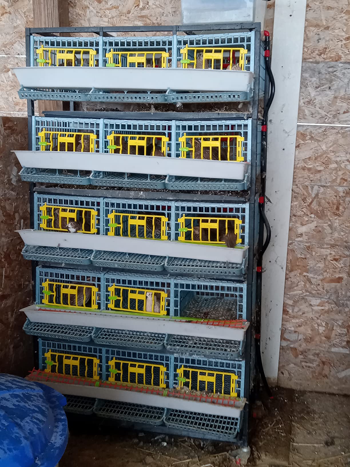 Cimuka Jumbo Quail Breeding Cage Indoor - 2 Layer Stackable Quail Pens & Coops, 38.6