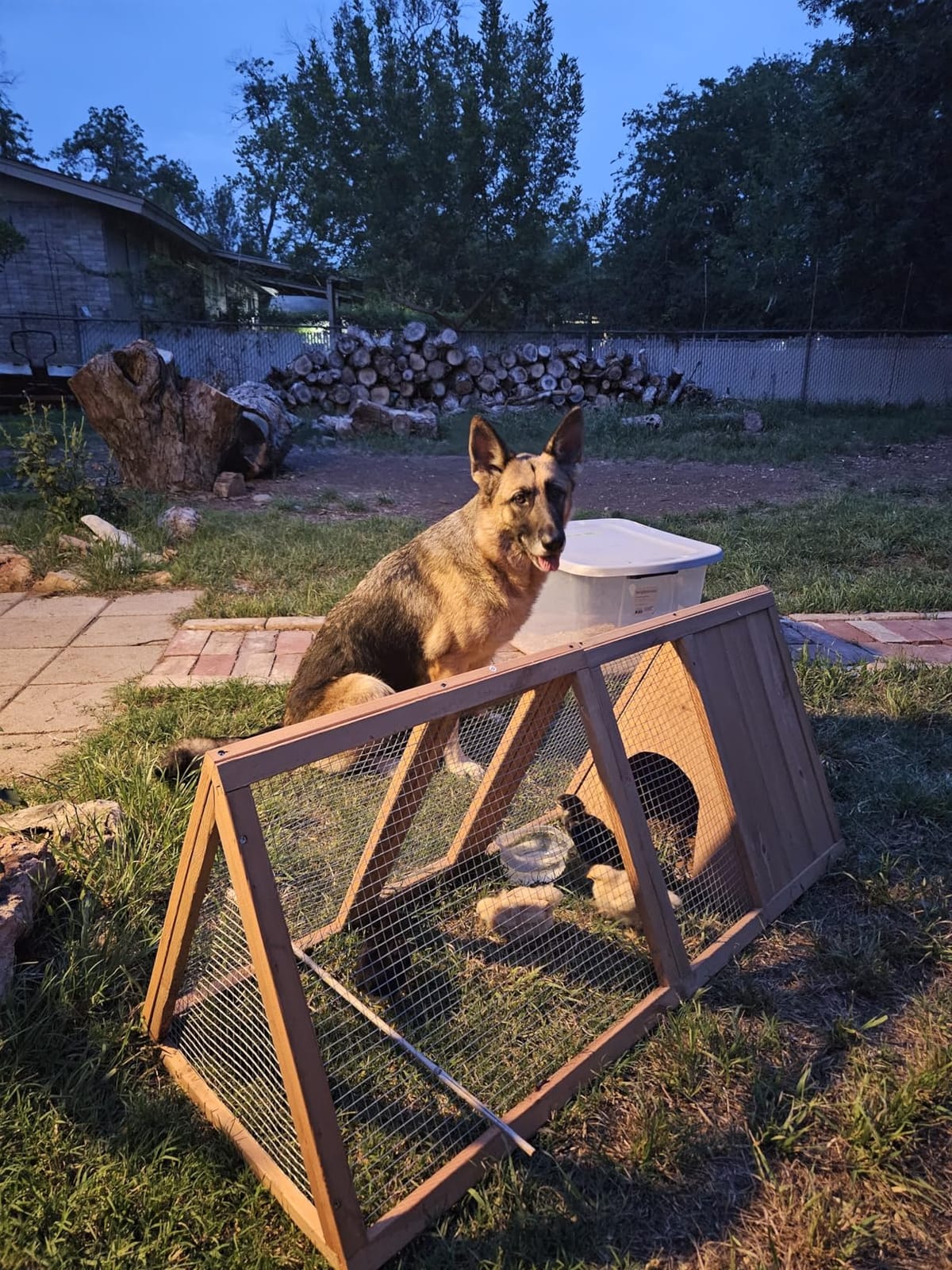 Rabbit Hutch Outdoor Chicken Coop Run A-Frame Bunny Cage Wooden Quail Cage w/ 2 Door & Ventilated Wire Fence Small Animal Cage for Garden Backyard Farms 47 x 18 x 19.5 in customer photo 2