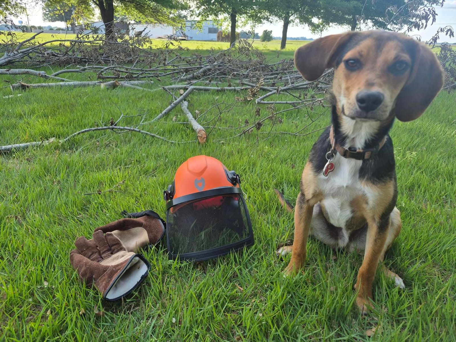NoCry ANSI Z89.1 Rated Arborist Helmet - Chainsaw Helmet with Face Shield and Ear Muffs - Adjustable Hard Hat with Adaptive Ventilation; Impact-Resistant Mesh Face Shield for Forestry with Side Guards customer photo 2