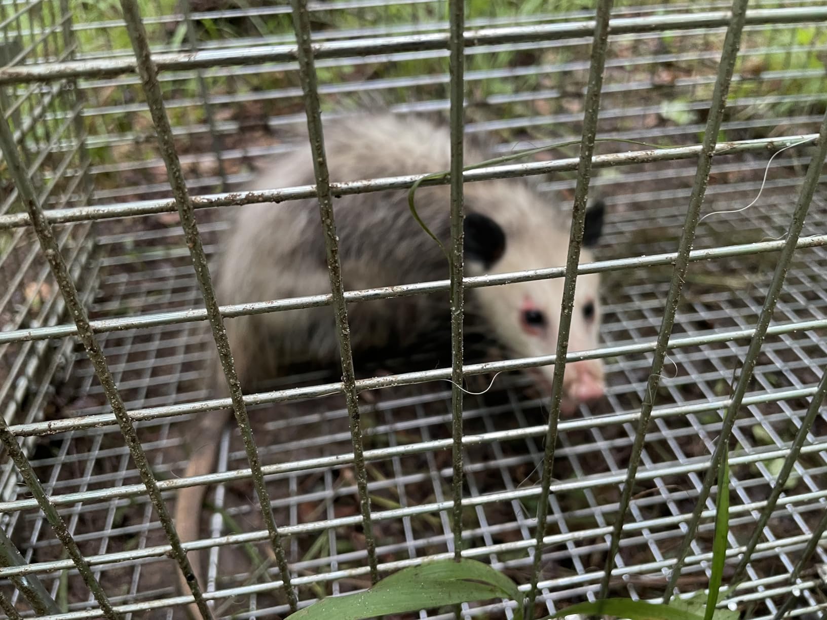 VEVOR Live Animal Cage Trap, 42