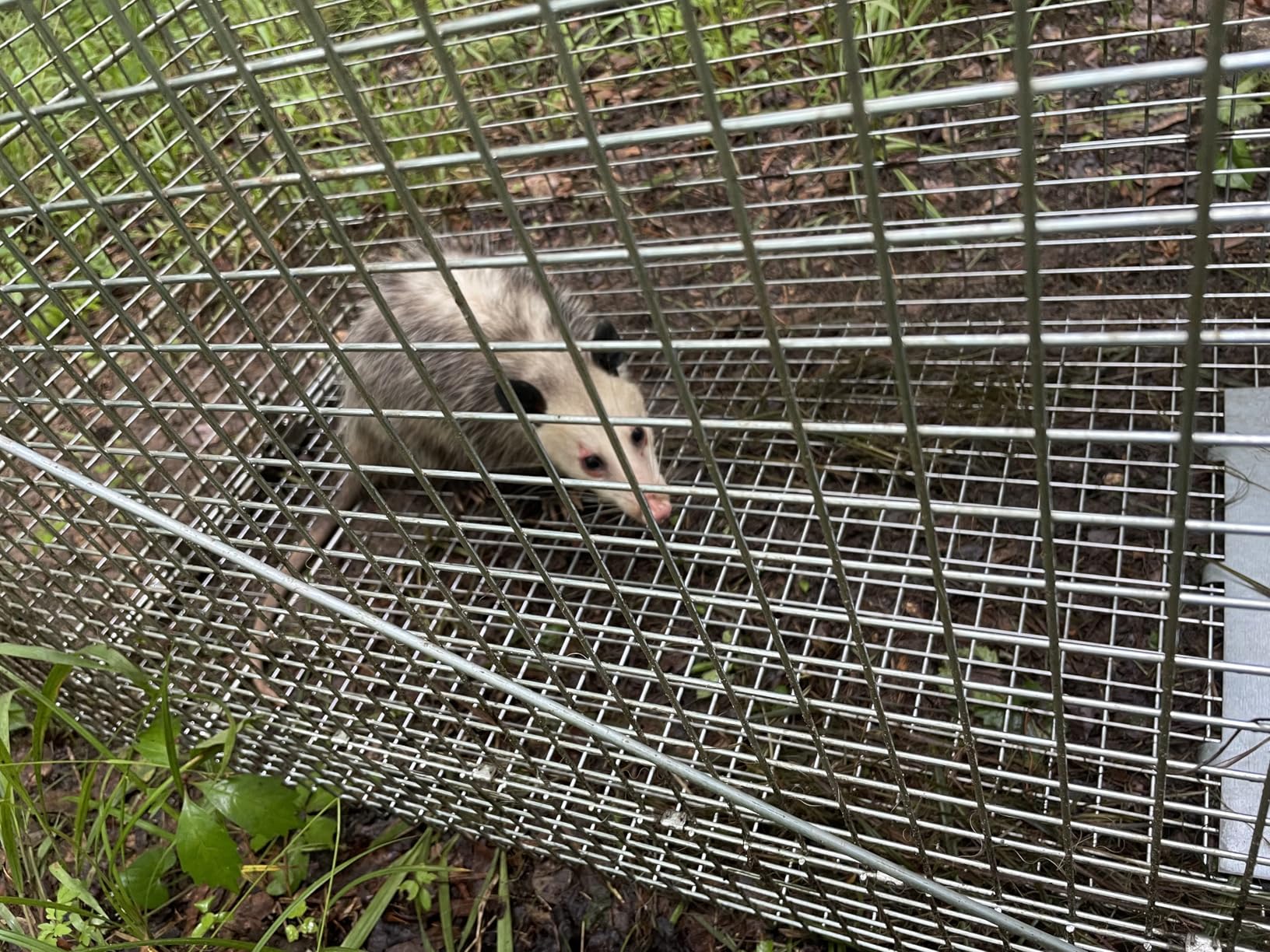 VEVOR Live Animal Cage Trap, 42