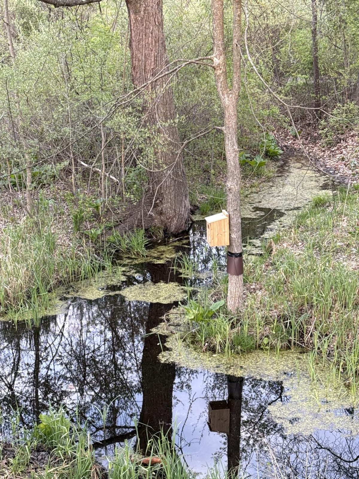 Duck House - Wood Duck Houses for Outside, Duck Nesting Box Outdoor Shelter for Pond, Wetland Ducks and Hooded Mergansers 17x10x10 Inches customer photo 1