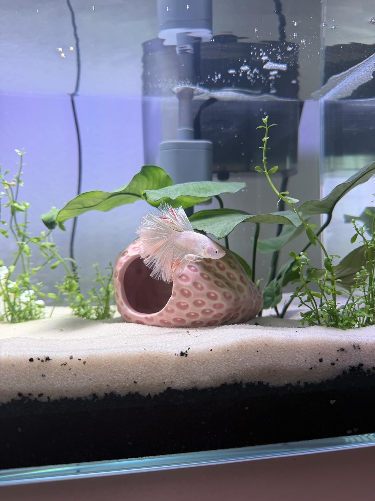 Vimvins 3 Gallon Glass Small Fish Tank, Betta Fish Tank Starter Kit with Filter, Lights,Lid. customer photo 1