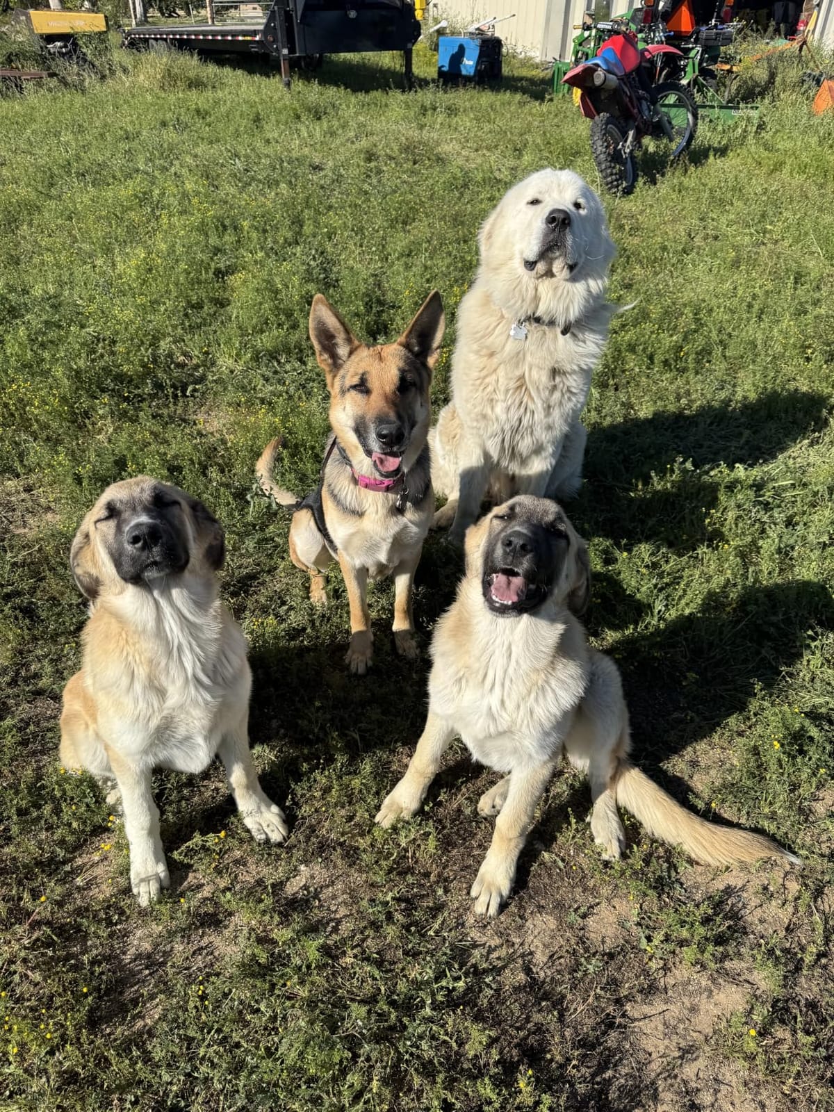 Dogtra GPS Fence - No Subscription, Custom Wireless Dog Fence with App, Smart Guidance & Return Reminder Tone/Vibration/Correction, IPX9K Waterproof Rechargeable Collar, Safe Freedom for Dogs 15 Lbs+ customer photo 2