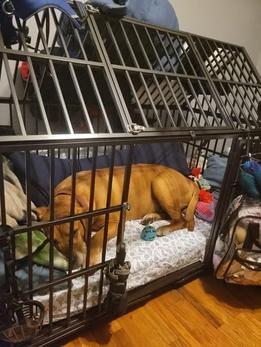Heavy Duty Dog Crate 64