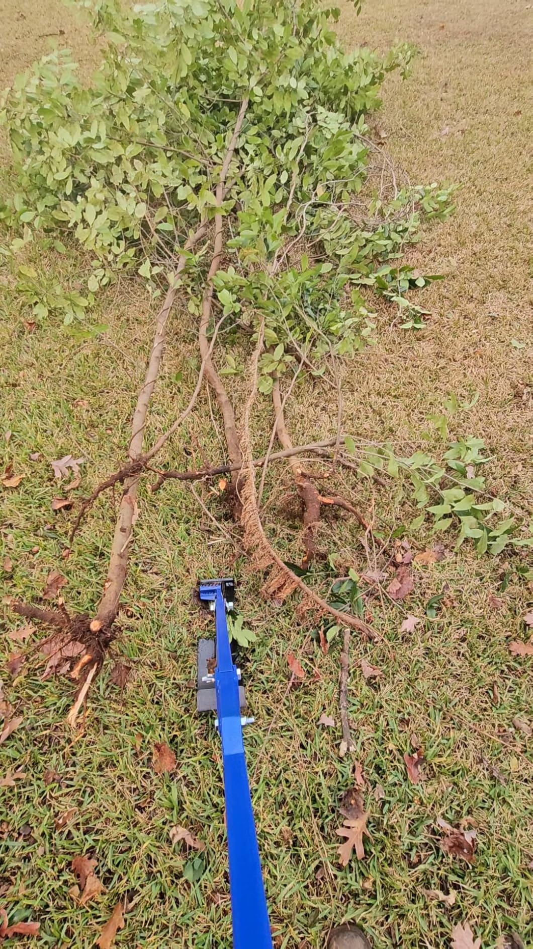 Heavy Duty Sapling Puller Tool, Foldable Tree Puller for 1/4-2 in Stems | 22.6 lb steel build, 25.6 in folded length and 56 in extended height for farms, orchards, fence lines and woodland edges. customer photo 1