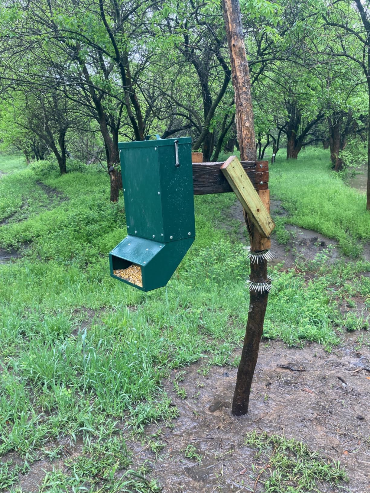 90-110lb Deer Feeder, Heavy Duty Metal Hunting Game Feeder | Weatherproof Wildlife Feeders for Hunting, Gravity Deer Feeder Automatic Dispenser Feeds Protein and Corn, Green customer photo 1