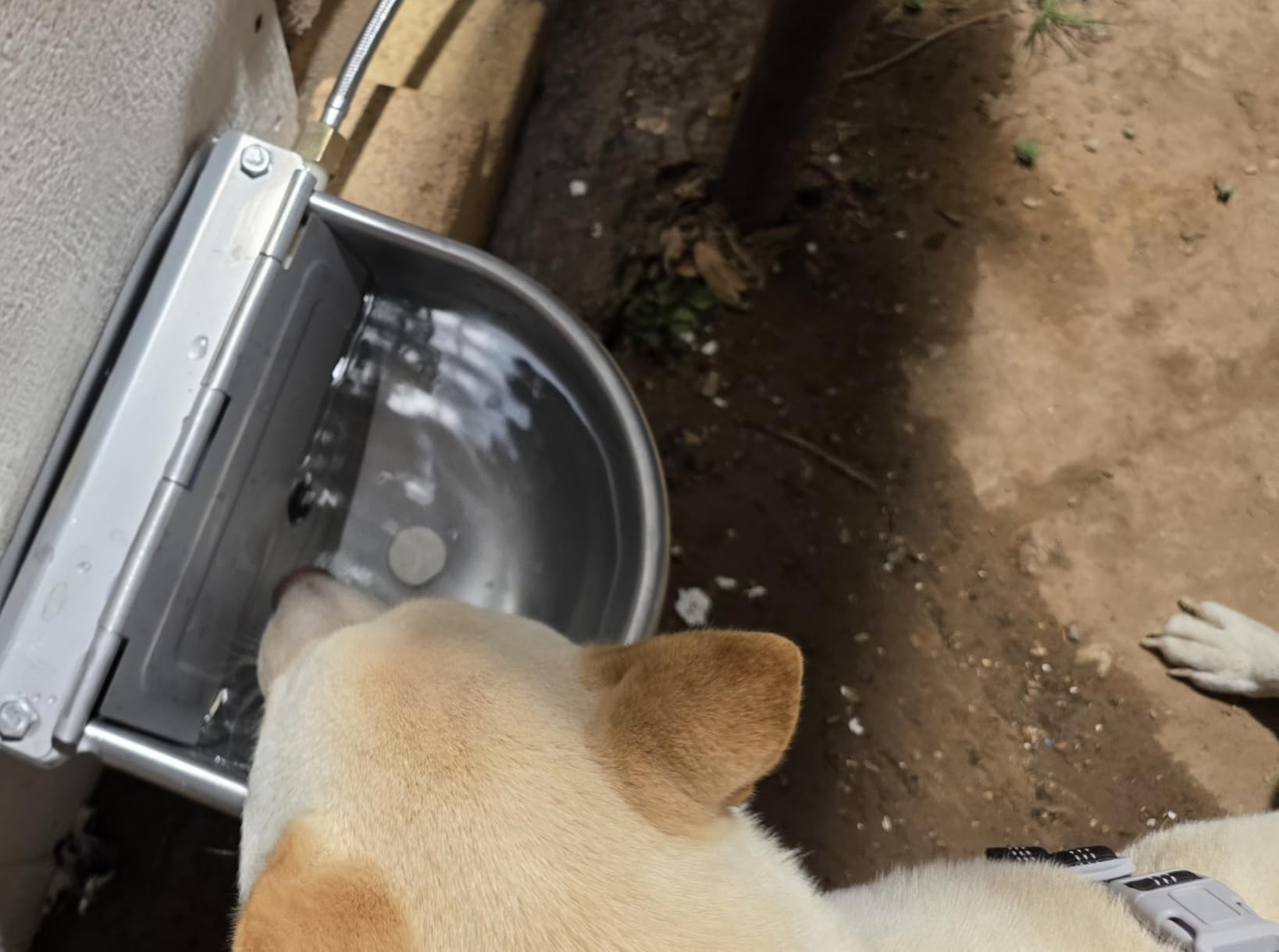 Automatic Dog Water Bowl Dispenser Outdoor, Wall Mountable | Heavy Duty 304 Stainless Steel Auto Waterer, Auto Refill, Drain Hole for Easy Cleaning, Fits Dogs, Cats, Poultry & Livestock customer photo 2