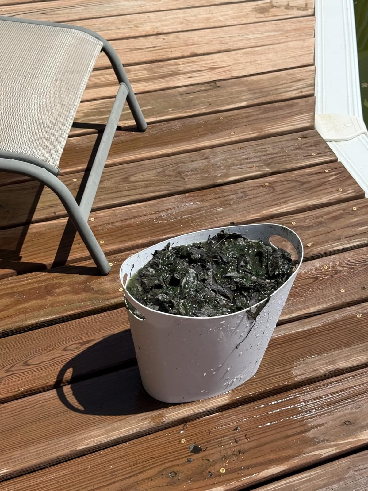 Poolmaster 28300 Big Sucker Manual Swimming Pool Leaf Vacuum Head, Blue customer photo 1