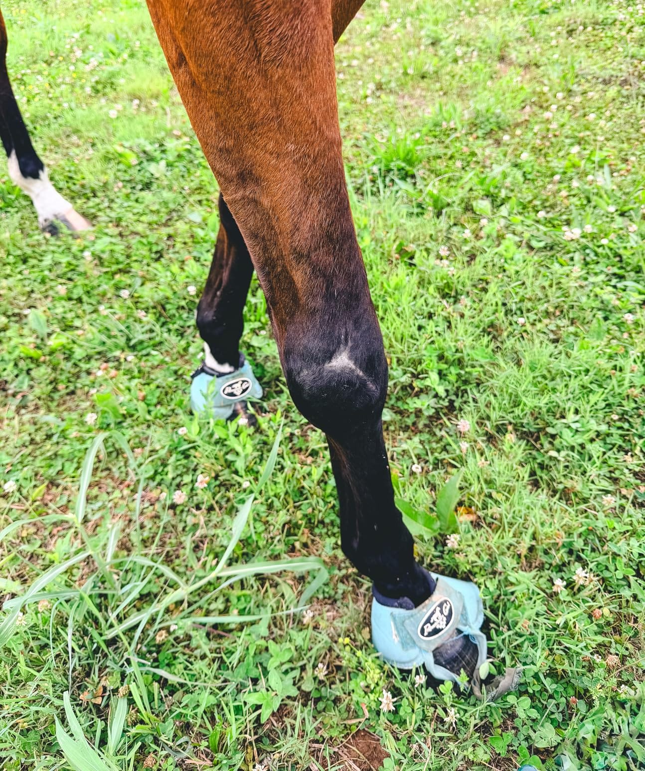 Professionals Choice Equine Ballistic Hoof Overreach Bell Boot, Pair customer photo 2