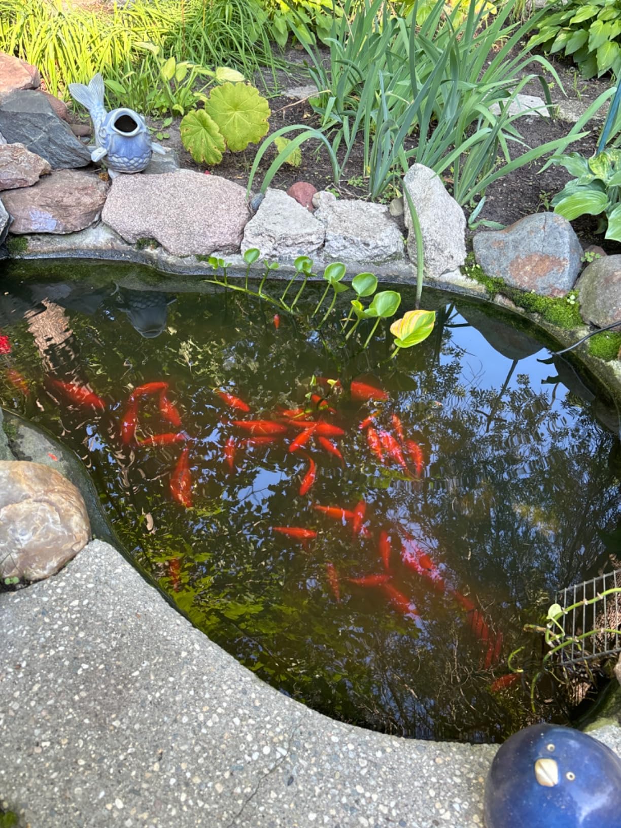 API POND-ZYME SLUDGE DESTROYER (1 Pound) Pond Cleaner with Natural Pond Bacteria - Up to 16,000 Gallons - Reduces Fish Waste Buildup - Consumes Muck & Sludge - Spring Start Up & Regular Care customer photo 1