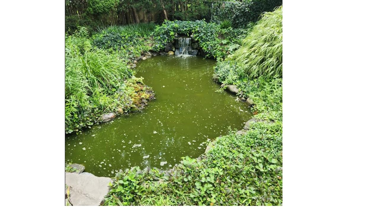 API POND-ZYME SLUDGE DESTROYER (1 Pound) Pond Cleaner with Natural Pond Bacteria - Up to 16,000 Gallons - Reduces Fish Waste Buildup - Consumes Muck & Sludge - Spring Start Up & Regular Care customer photo 2