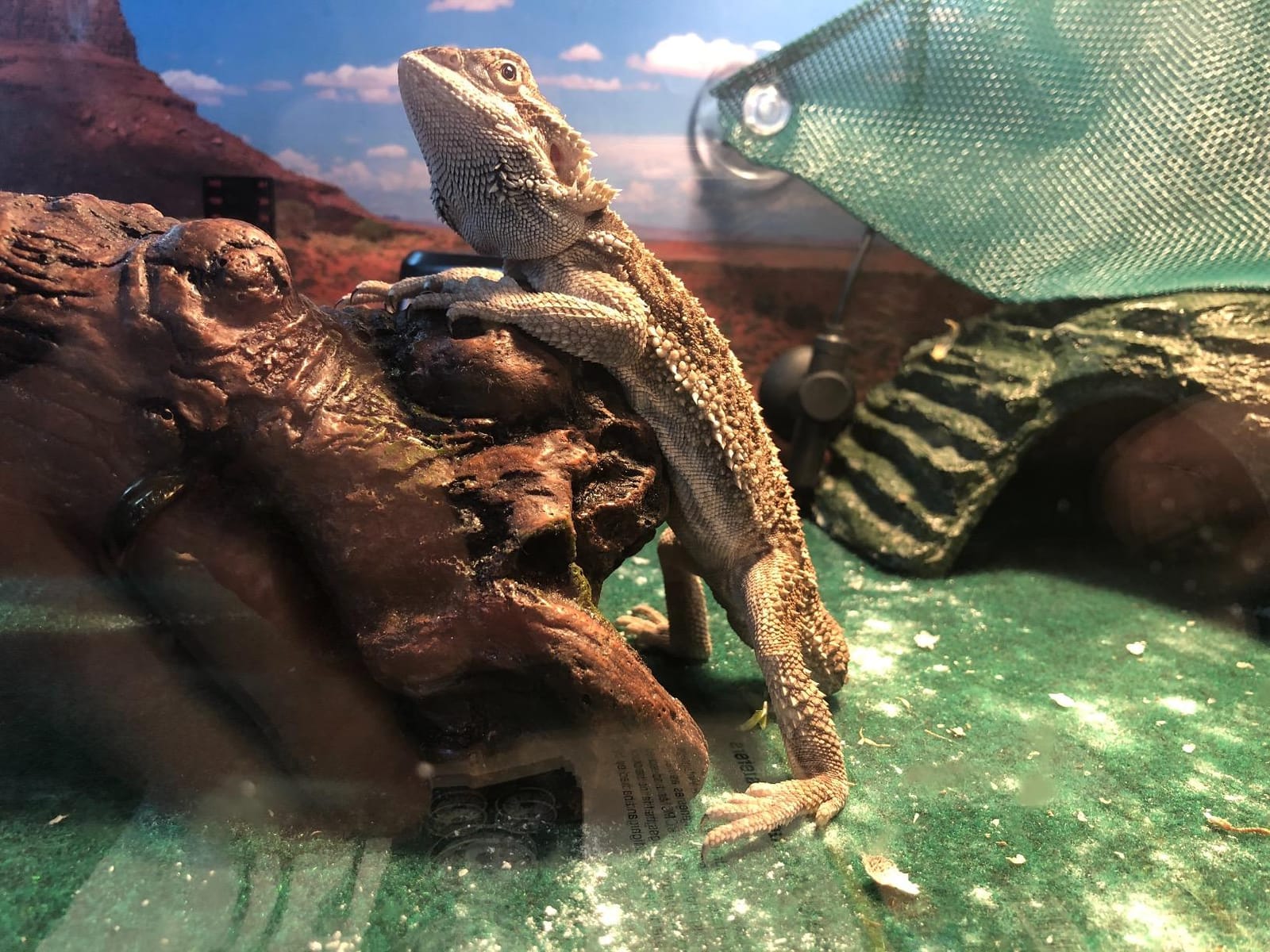 Zilla Heat Mat for Reptiles, Terrarium Heater, Small, 8 Watt customer photo 2