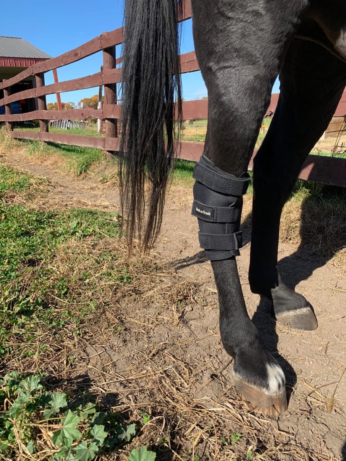 BACK ON TRACK Hock Boots with Holes for Horses (Pair) customer photo 1