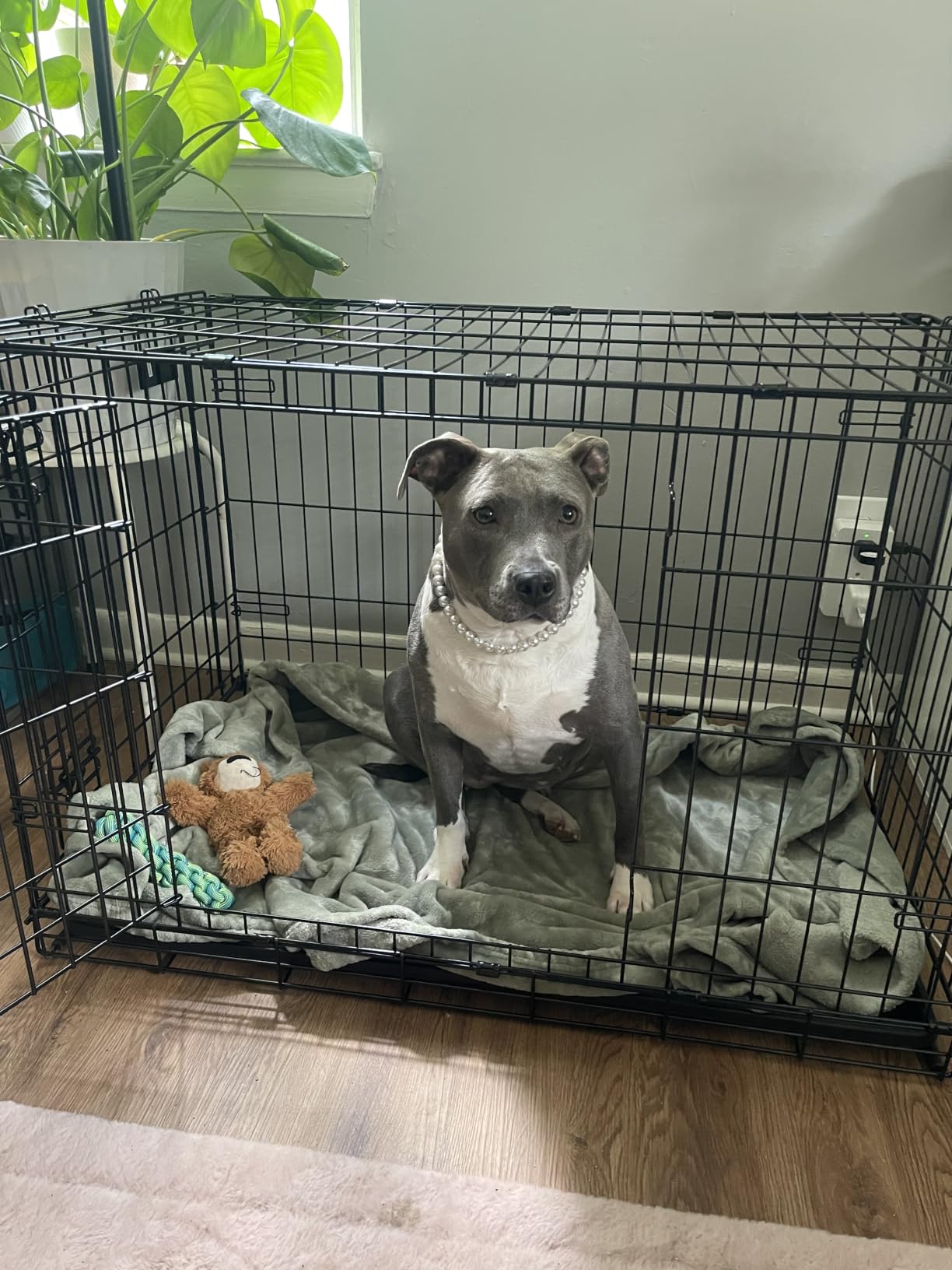 Solutions by Midwest 54-Inch Double Door Crate, Giant Breed Dogs, 100+ lbs customer photo 2
