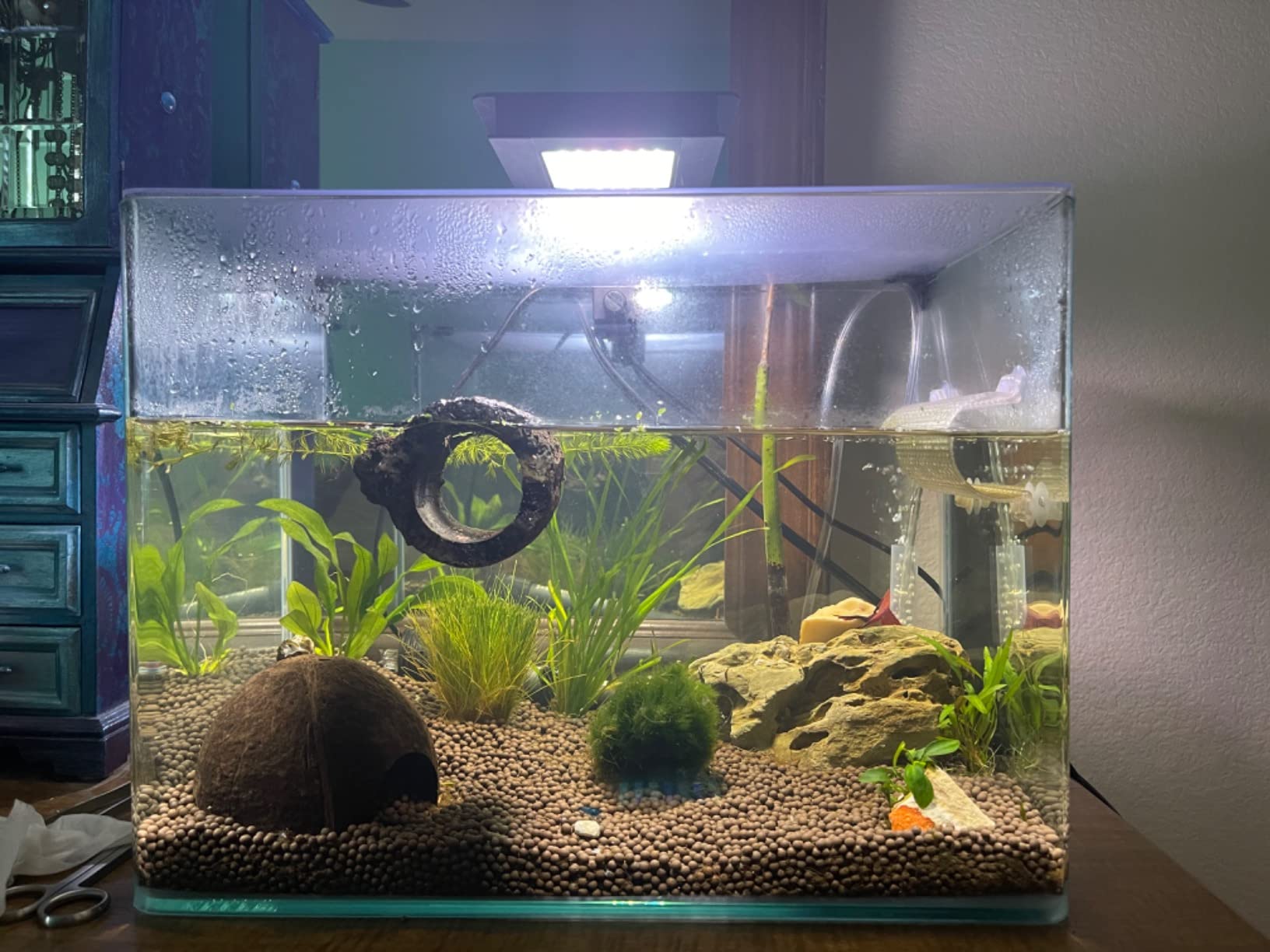 PENN-PLAX Water-World Radius Desktop Nano Aquarium Kit – Come with LED Light, Internal Filter, and Mat – Perfect for Shrimp and Small Fish – 5 Gallon Tank customer photo 2