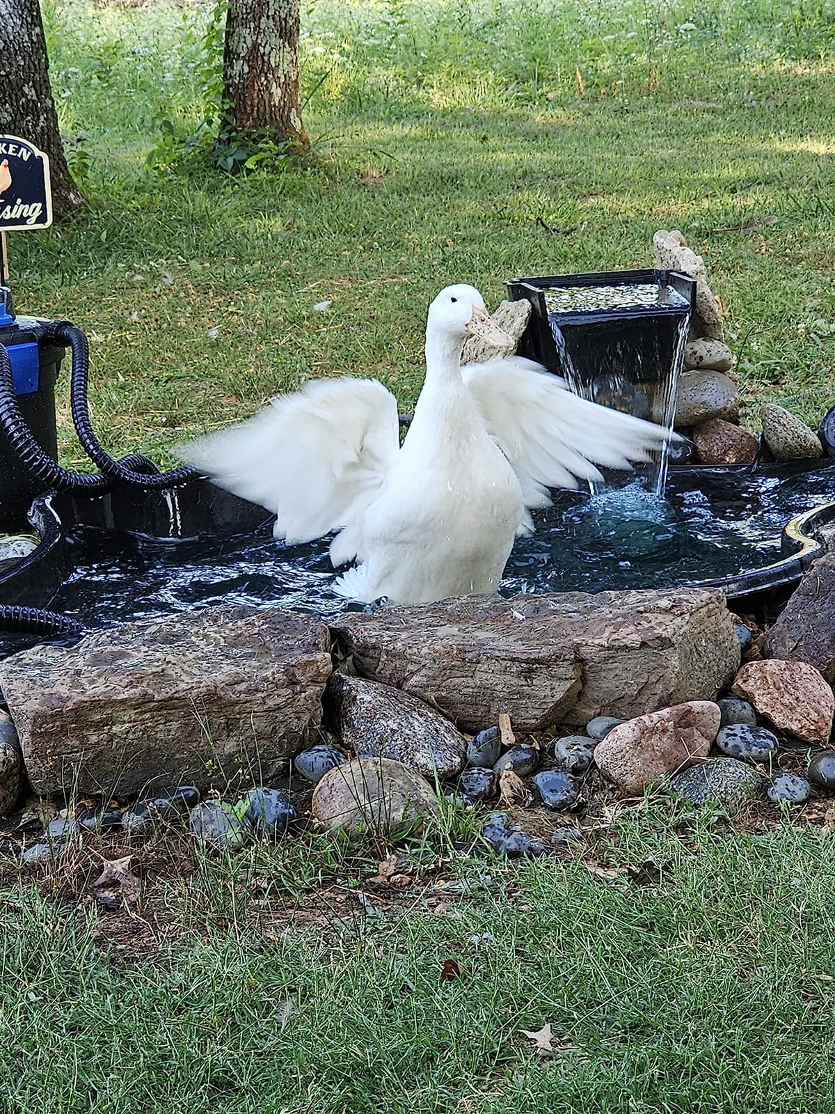Aquascape AquaForce 1000 Solids Handling Submersible Pond Pump, Asynchronous Waterfall and Water Feature Pump with Pre Filter Cage and 25 ft Cord, 91011 customer photo 2